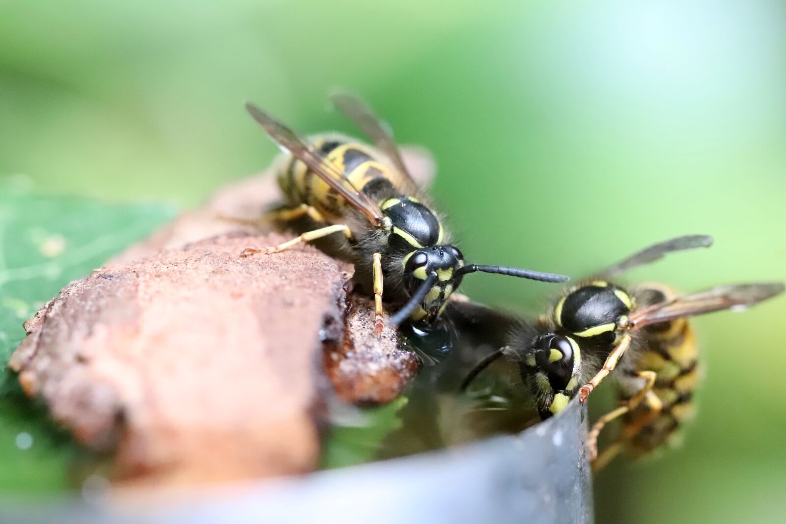 Canon EOS 800D (EOS Rebel T7i / EOS Kiss X9i) sample photo. Insect, wasps, wing photography