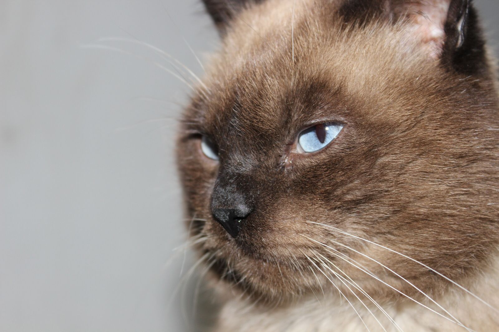 Canon EOS 600D (Rebel EOS T3i / EOS Kiss X5) sample photo. Cat, feline, pet photography