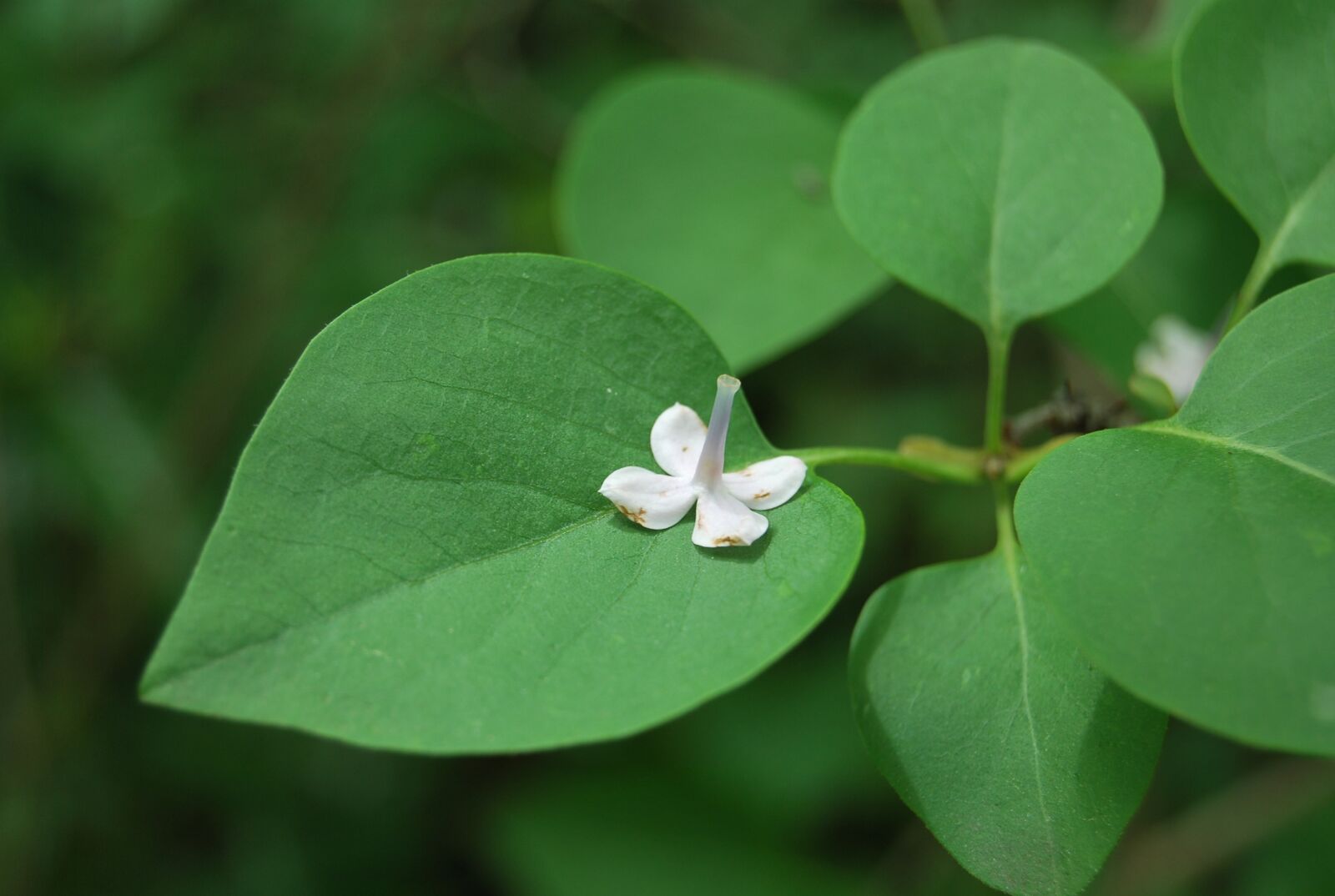 Nikon D60 sample photo. Flower, green, nature photography