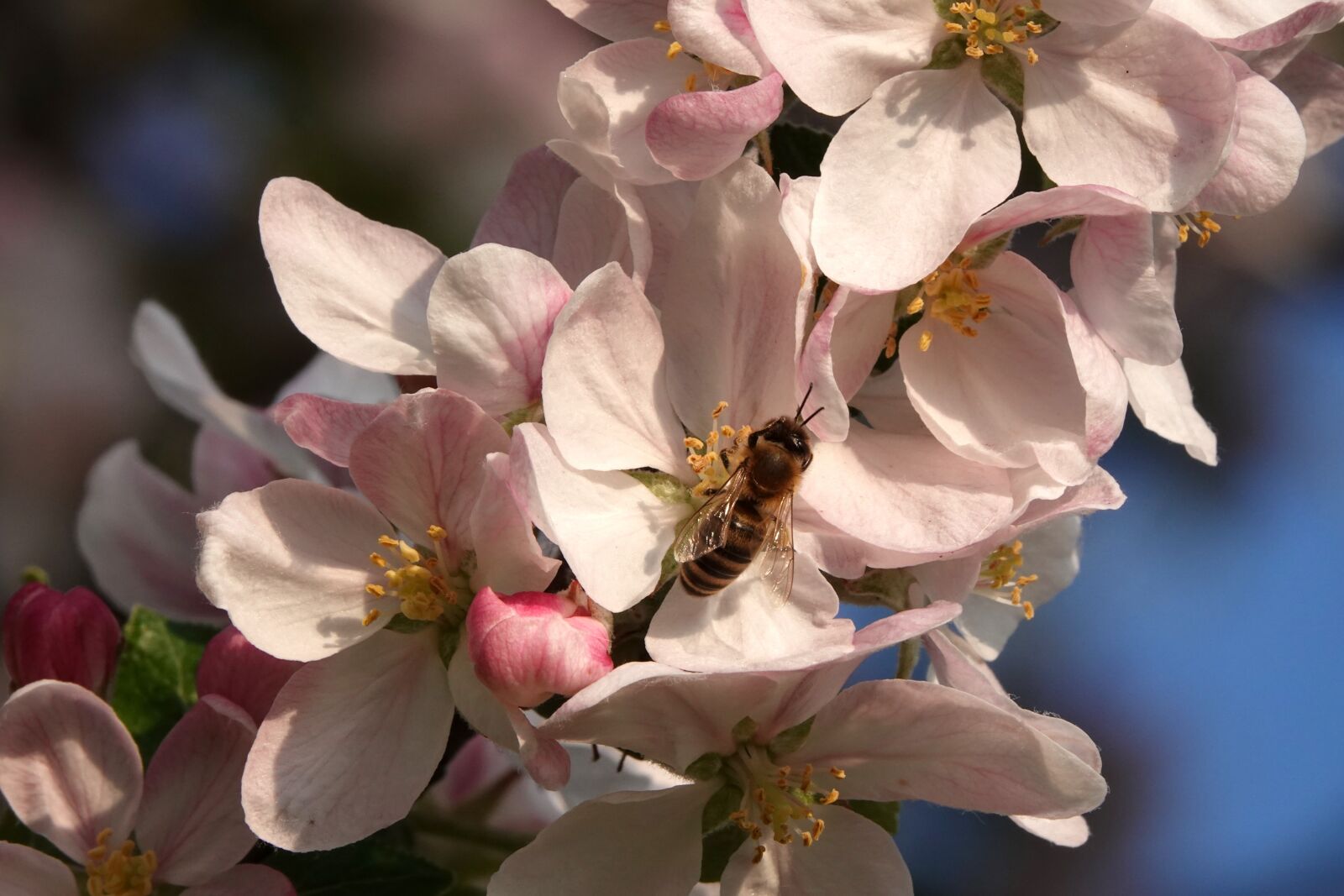 Sony Cyber-shot DSC-RX10 IV sample photo. Flowers, apple, flower photography