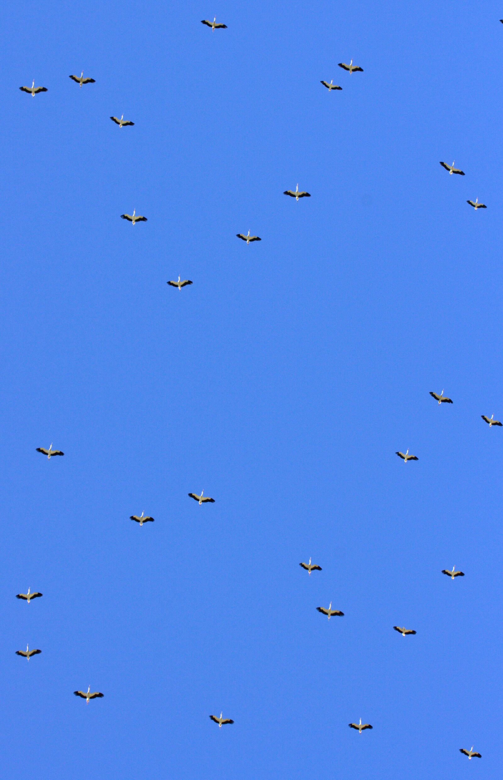 Canon EOS 700D (EOS Rebel T5i / EOS Kiss X7i) sample photo. Stork, stol, birds photography