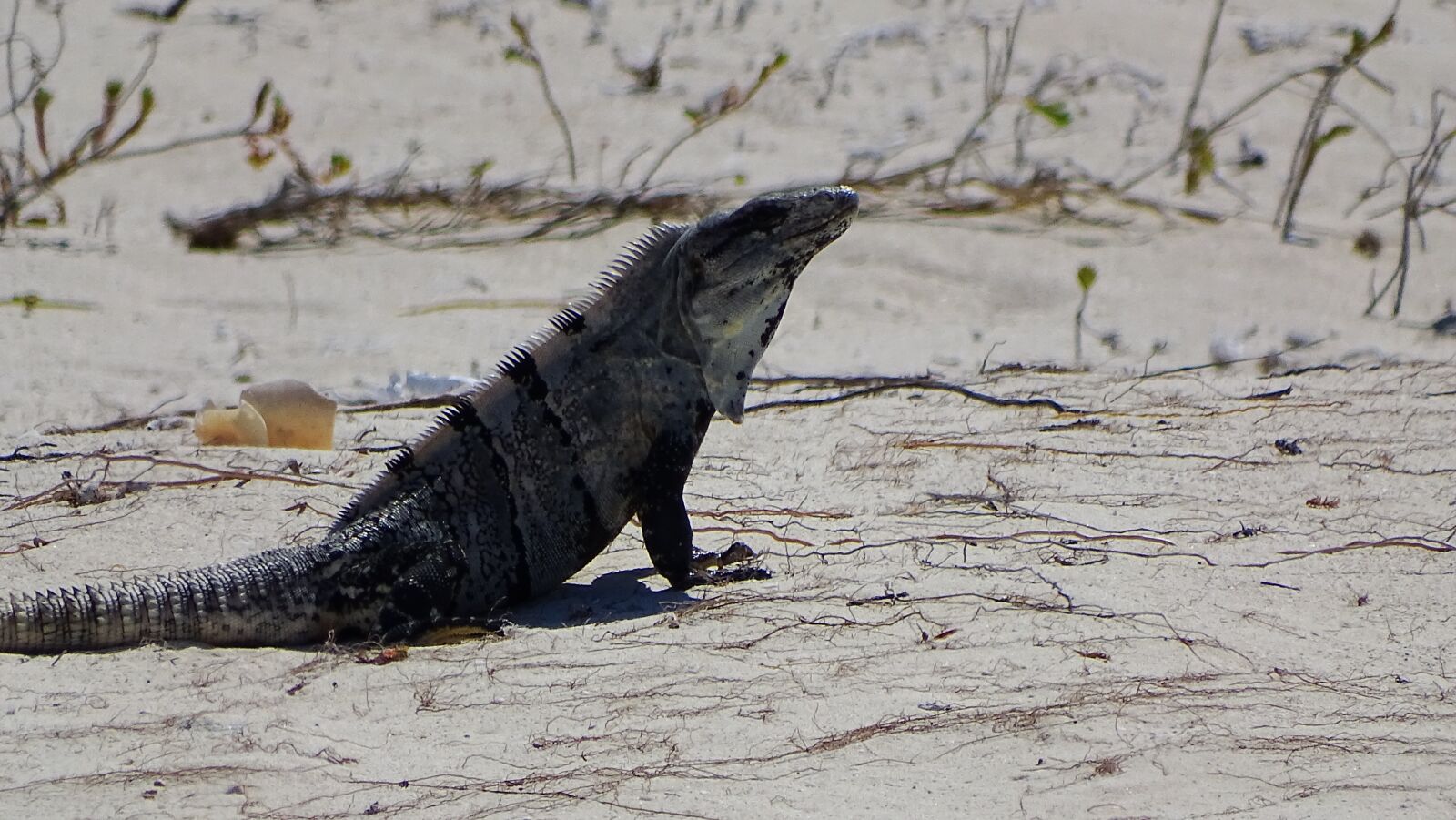 Sony Cyber-shot DSC-HX400V sample photo. Iguana, beach, white island photography