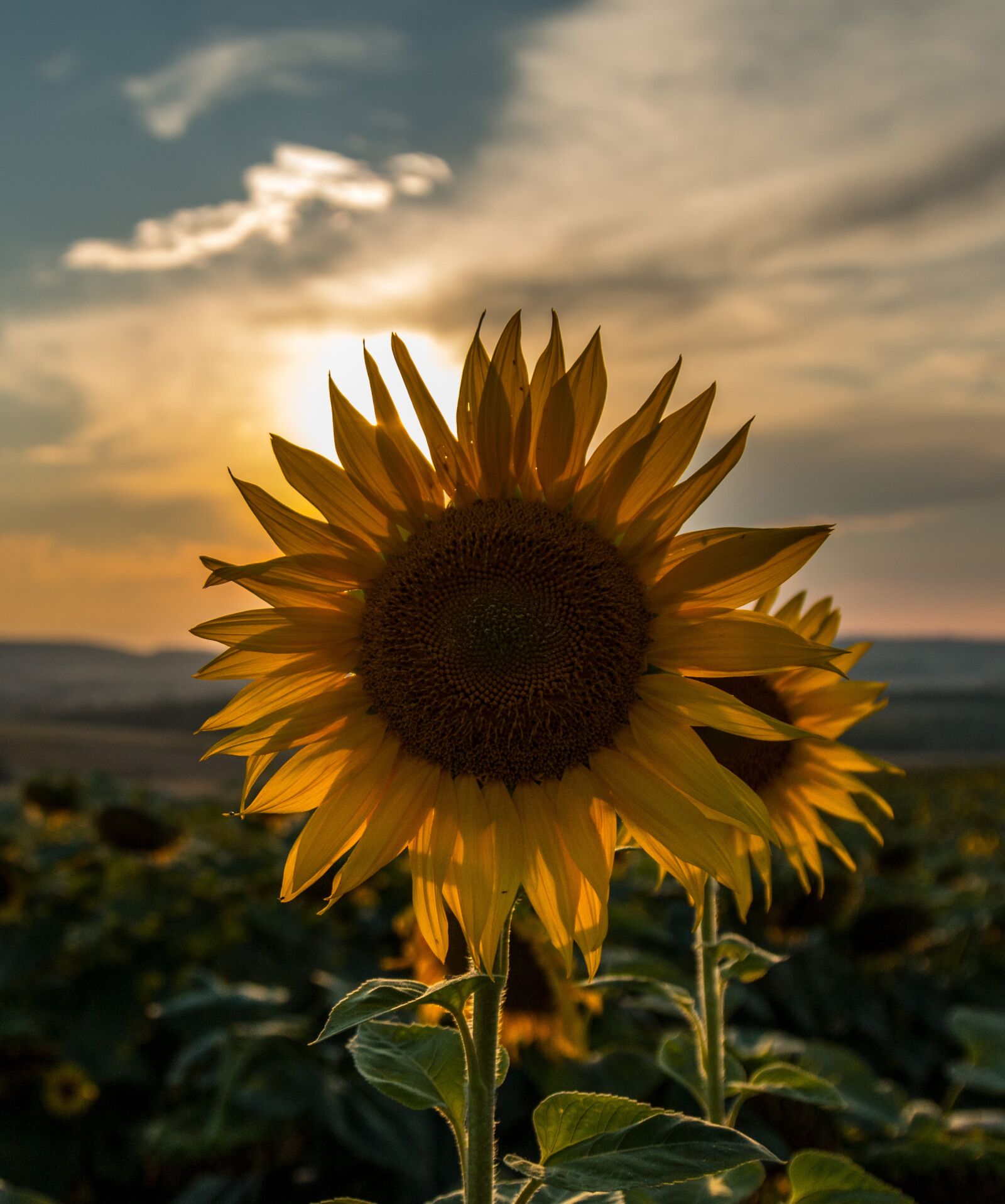 Canon EOS 70D + Canon EF 24-105mm F4L IS USM sample photo. Sunflower, sunset, summer photography