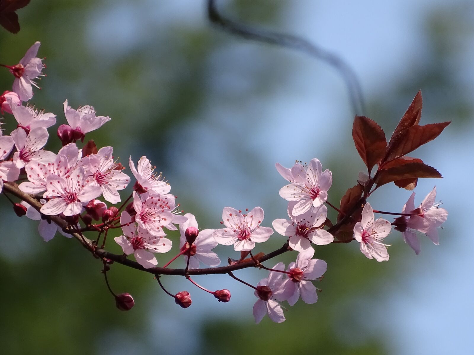 Sony Cyber-shot DSC-HX400V sample photo. Flowers, spring, pink photography