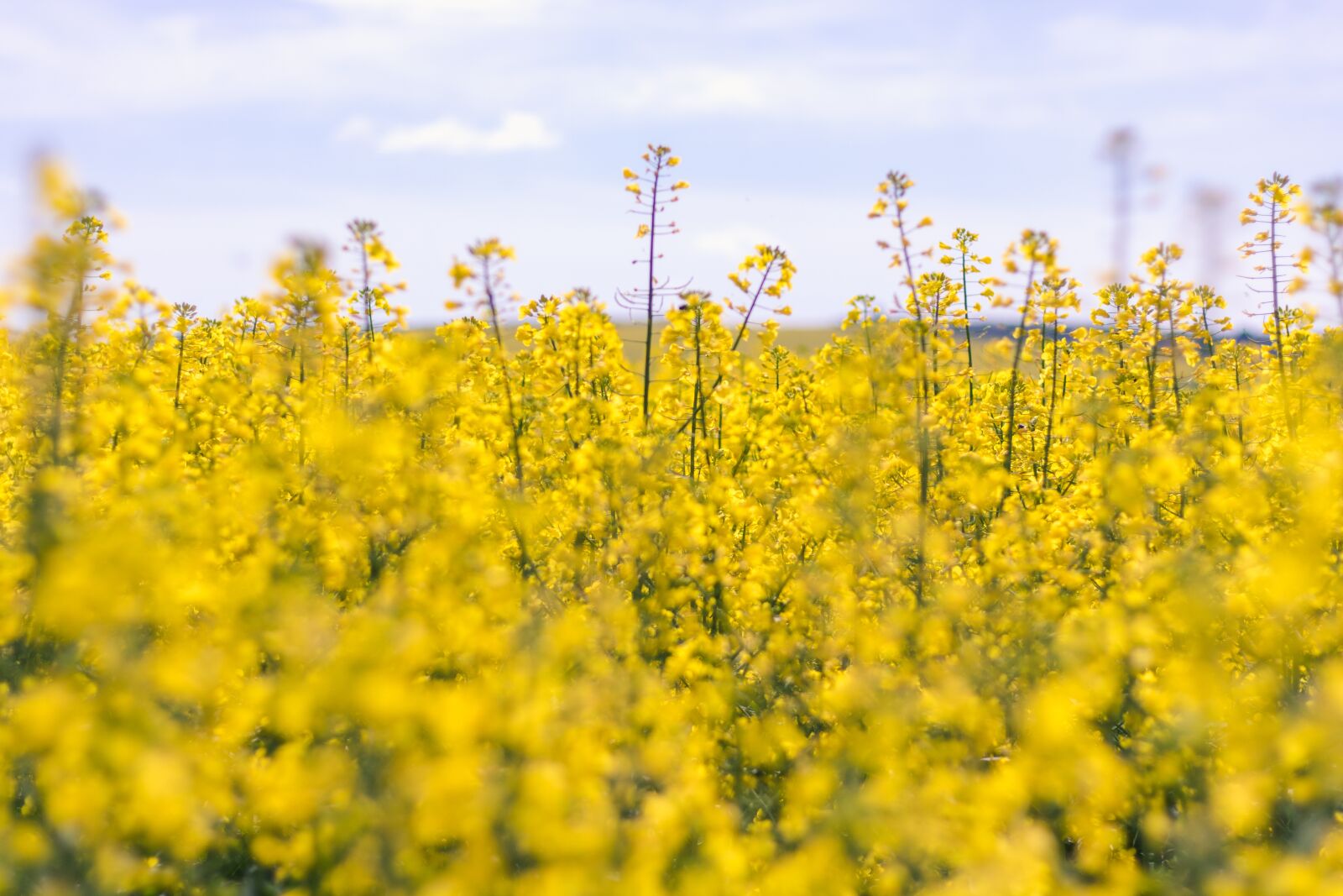 Canon EOS 750D (EOS Rebel T6i / EOS Kiss X8i) sample photo. Moldova, agriculture, beautiful photography