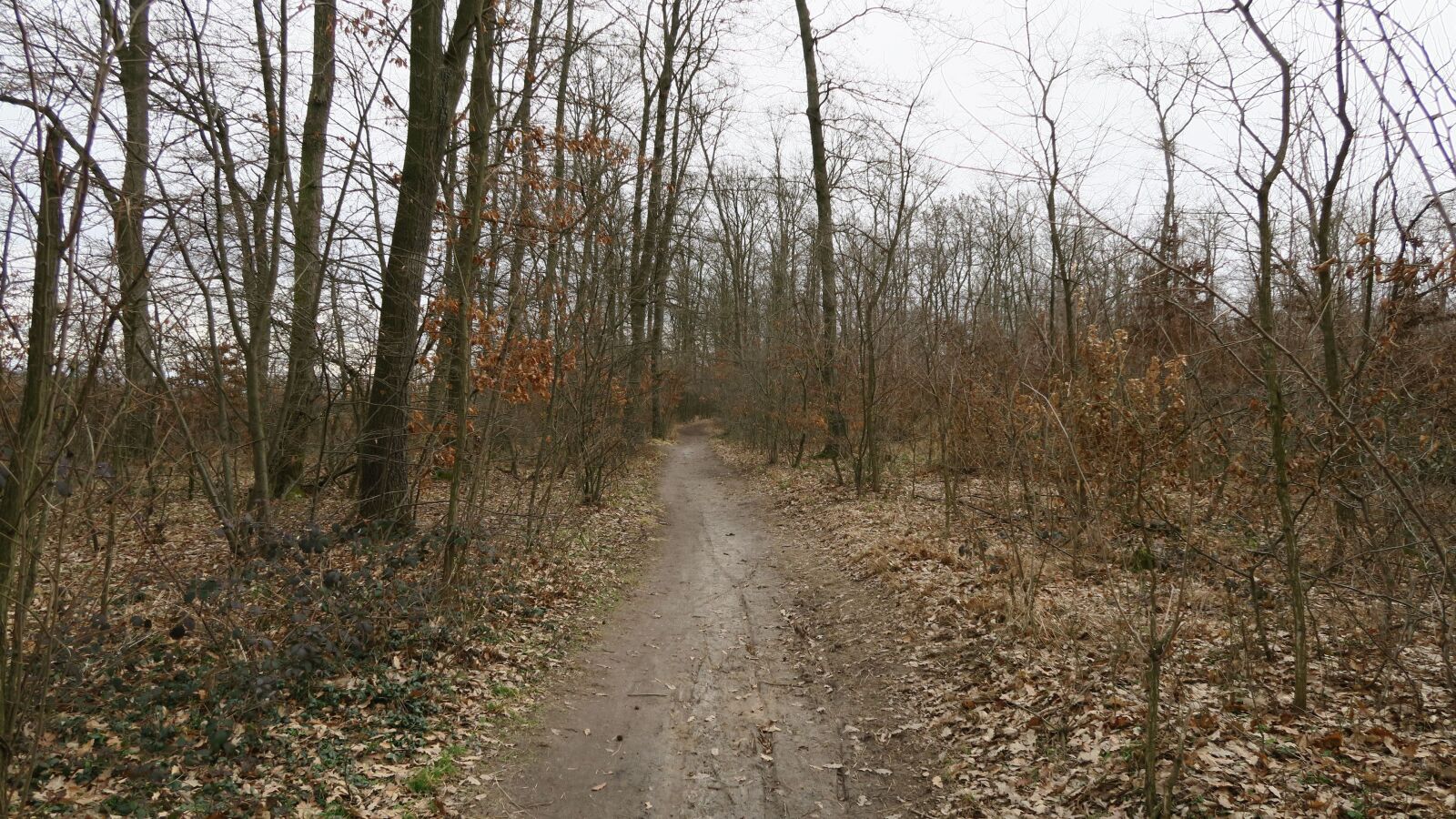 Canon PowerShot G7 X sample photo
