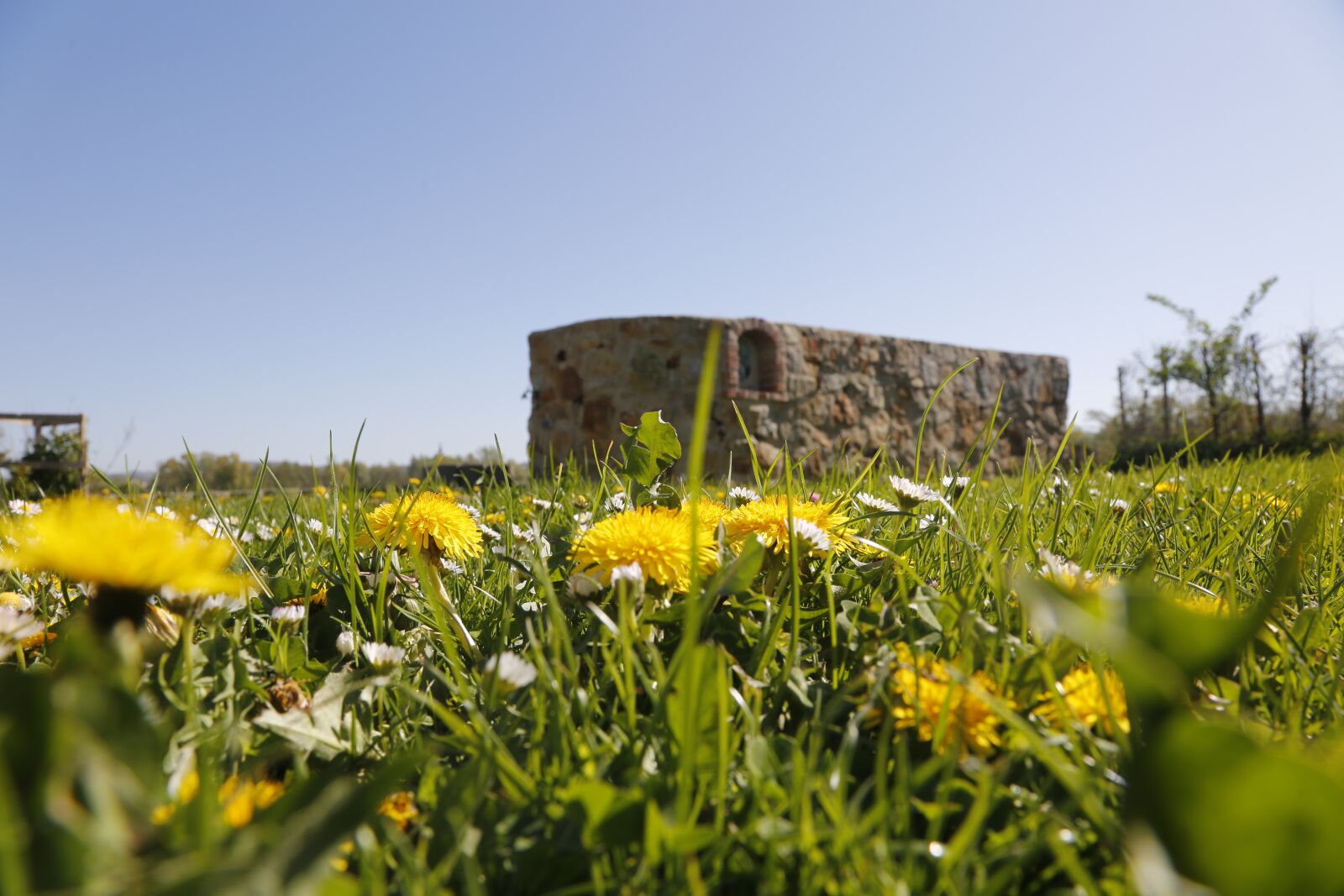 Canon EF 24-105mm F4L IS USM sample photo. Flowers, dandelion, yellow photography