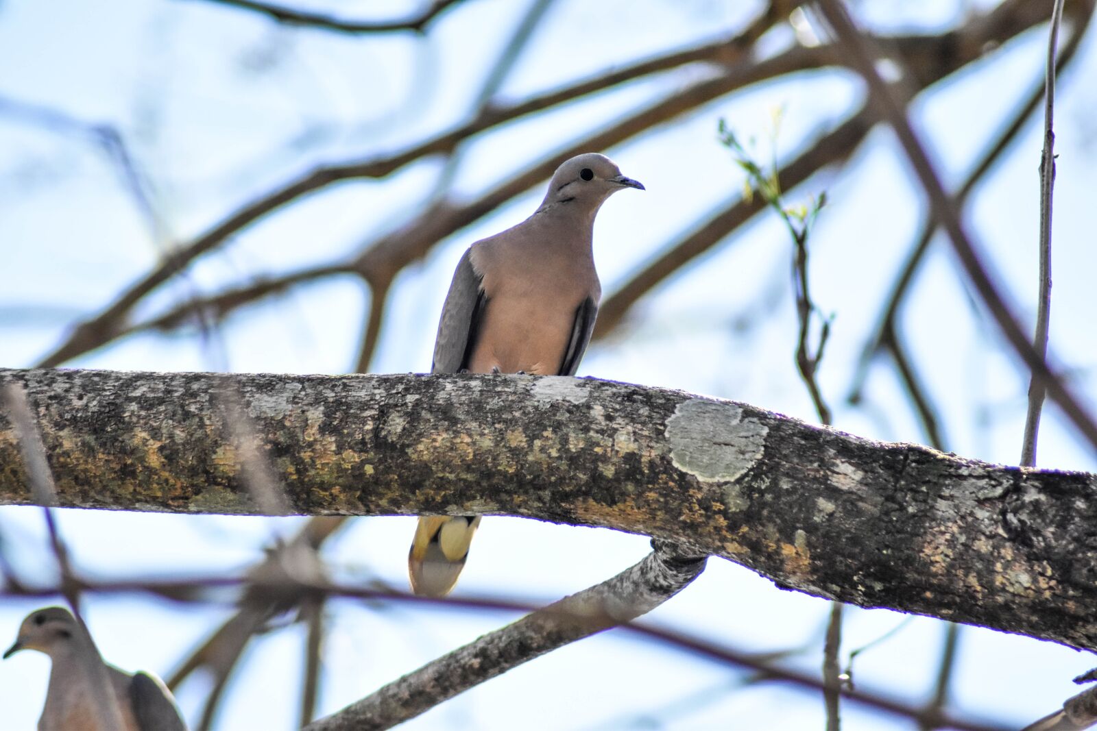 Nikon D5500 sample photo. Tree, bird, nature photography