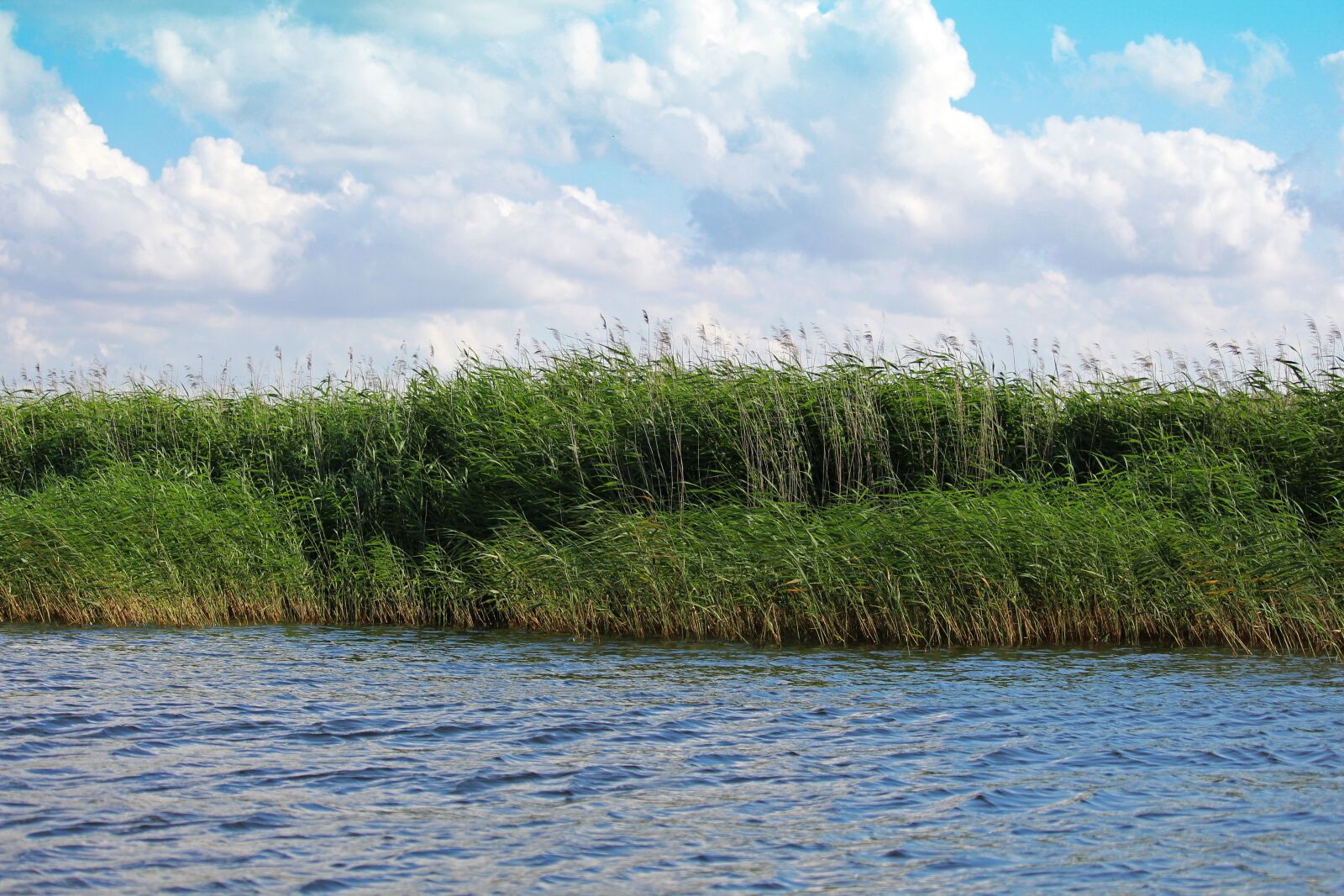 Canon EF-S 55-250mm F4-5.6 IS STM sample photo. Mecklenburg vorpommern, gristow, summer photography