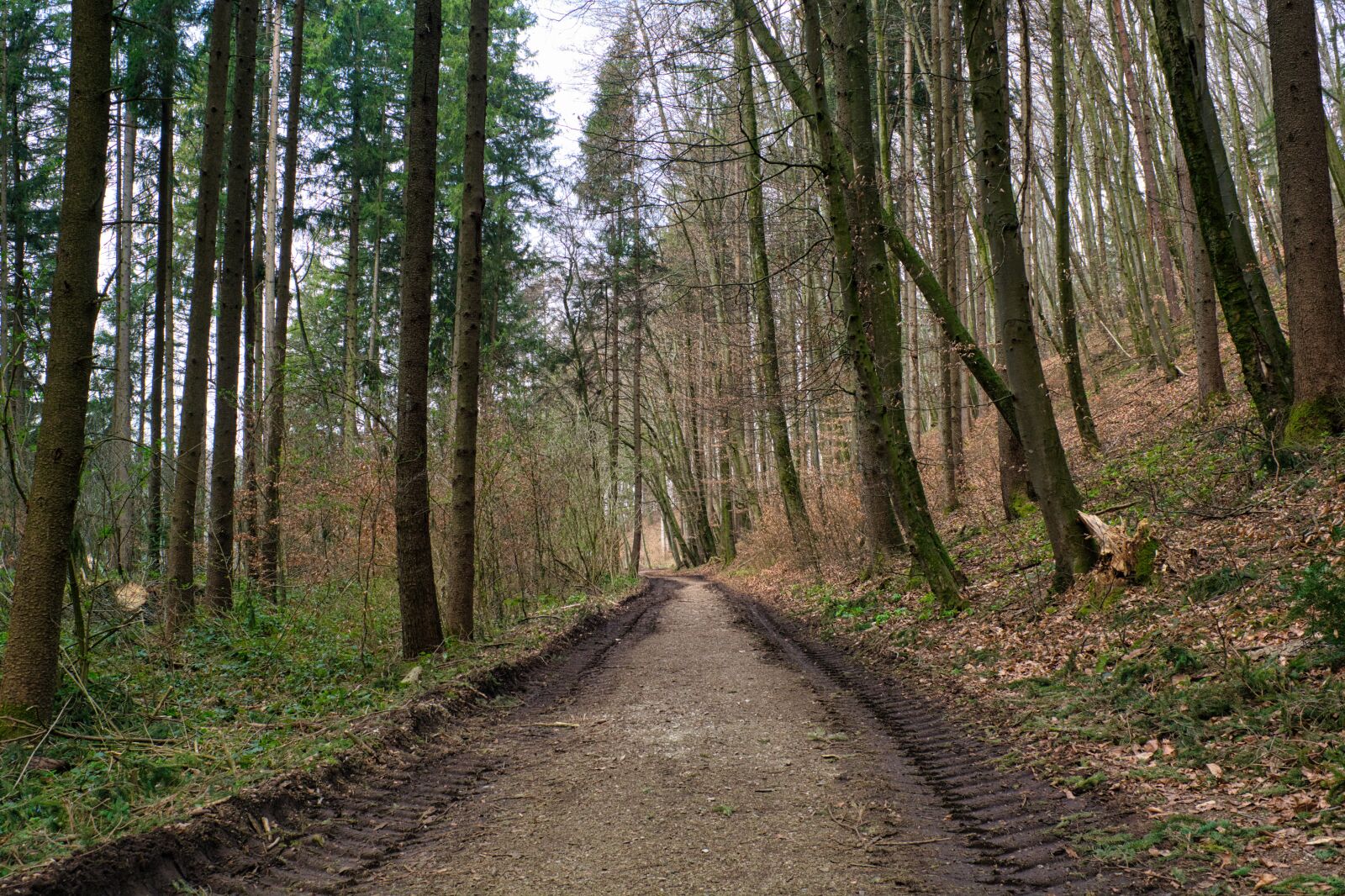 Nikon D7100 sample photo. Forest road, away, forest photography