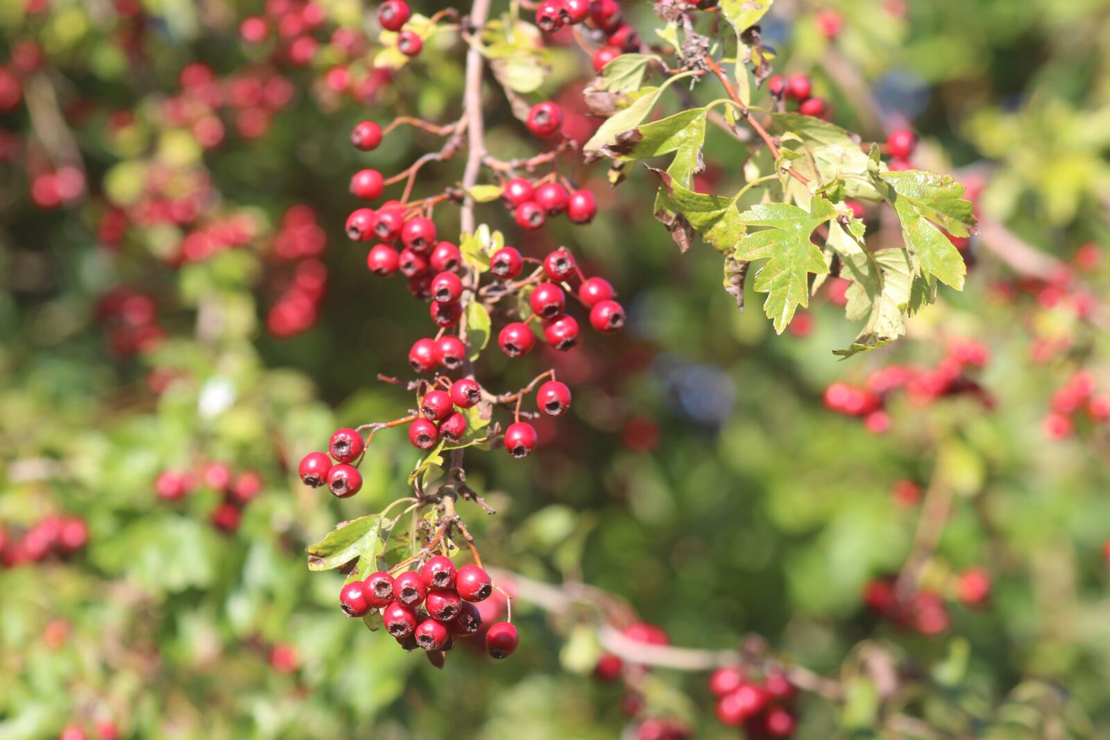 Canon EF 75-300mm f/4-5.6 sample photo. Nature, plant, berries photography