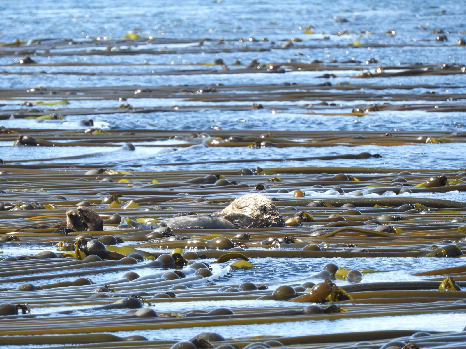 Nikon Coolpix B700 sample photo. Otter, nature, animal photography