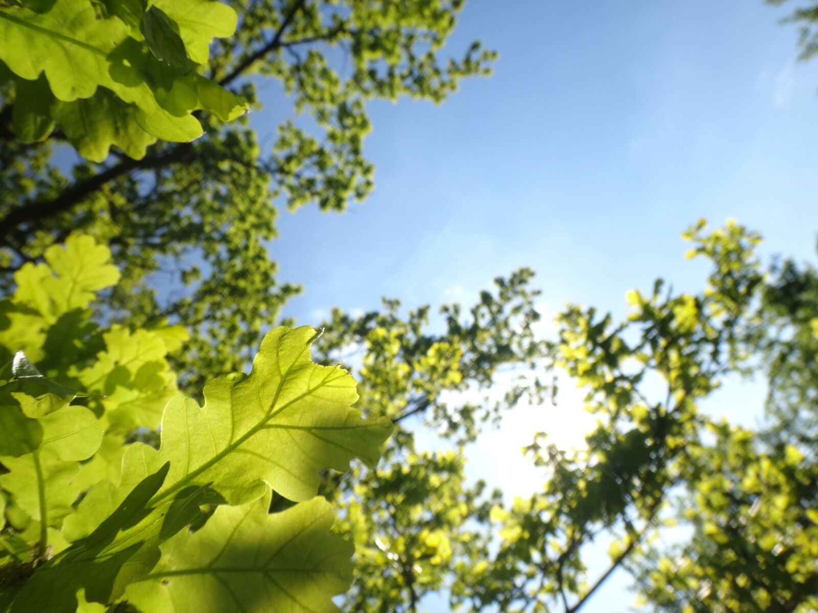 Sony Cyber-shot DSC-TX30 sample photo. Oak tree, oak leaves photography