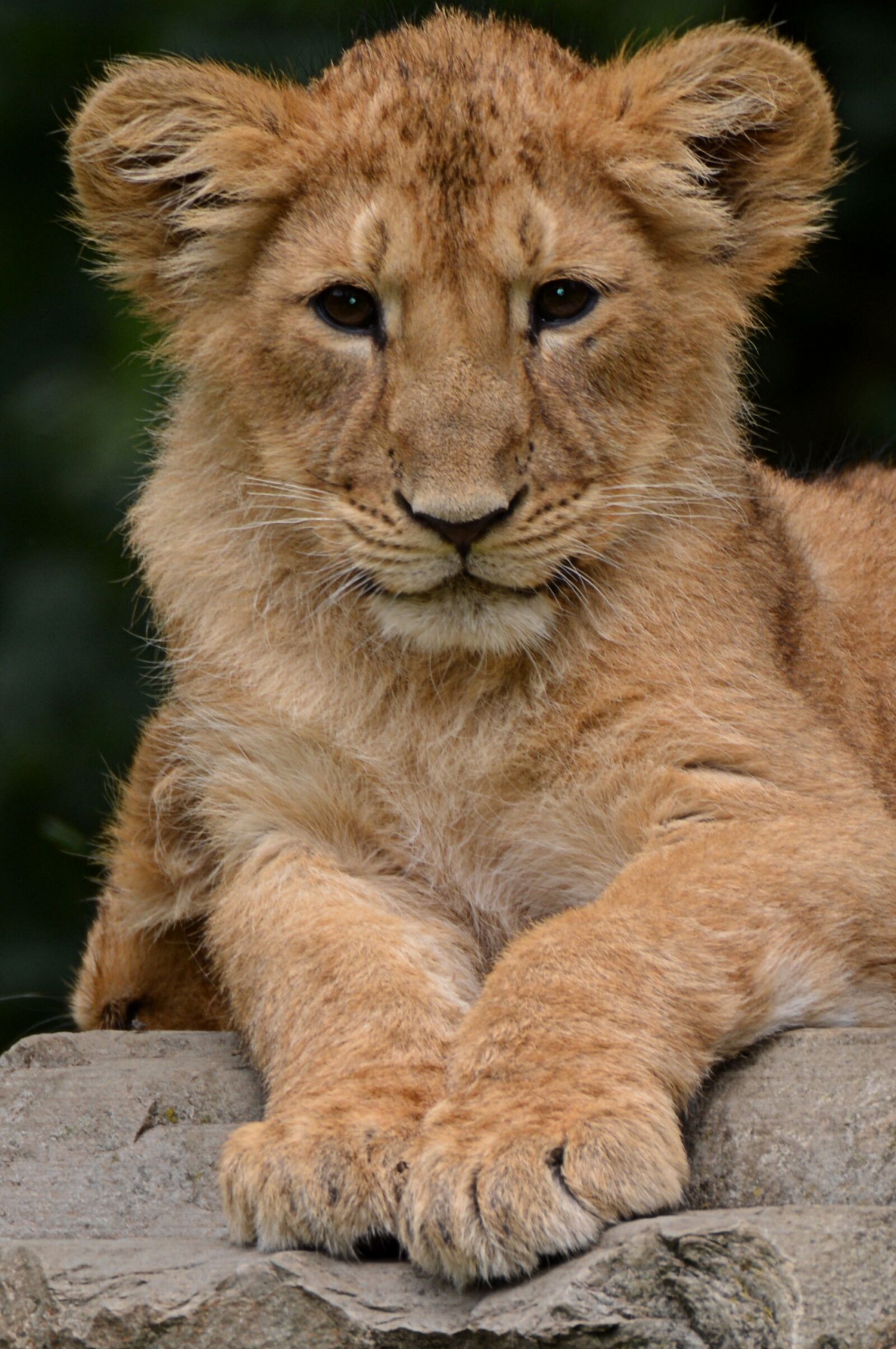 Nikon D5200 sample photo. Lion, cub, animal photography