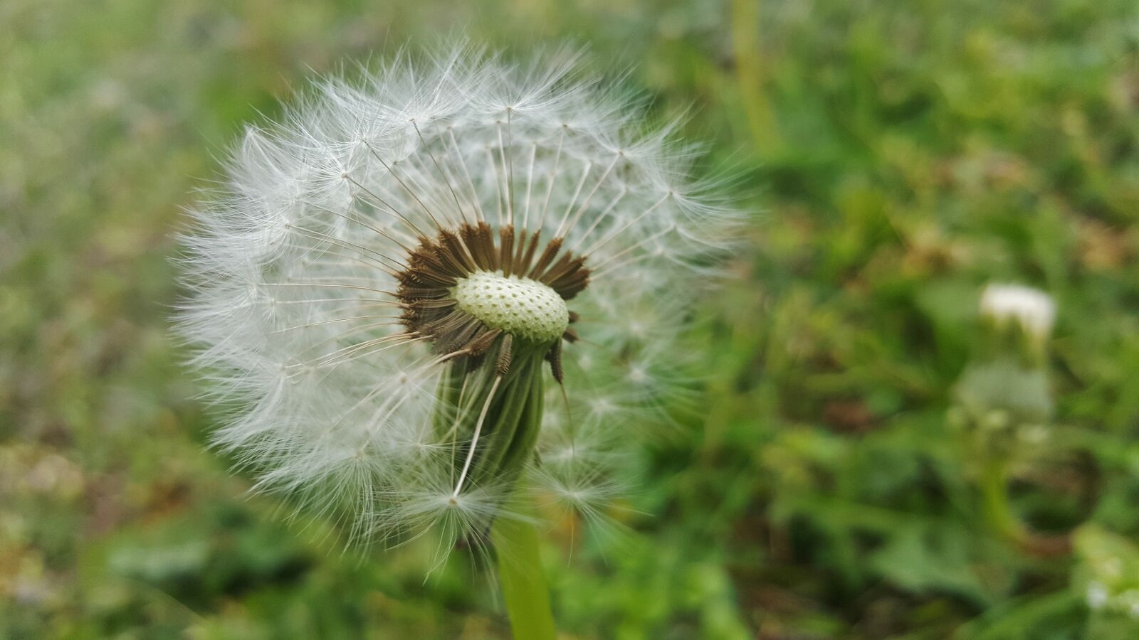 Samsung Galaxy Note5 sample photo. Dandelion, spores, seeds photography