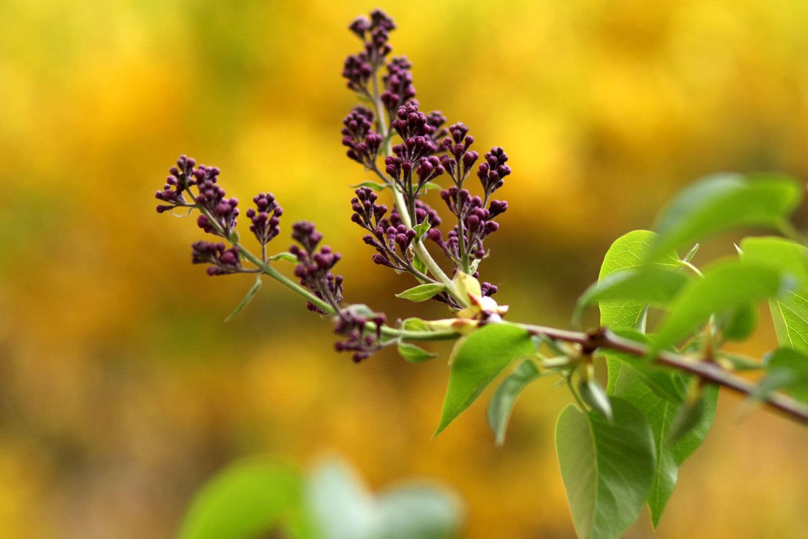 Canon EF 85mm F1.8 USM sample photo. Lilac, mov, flowers photography
