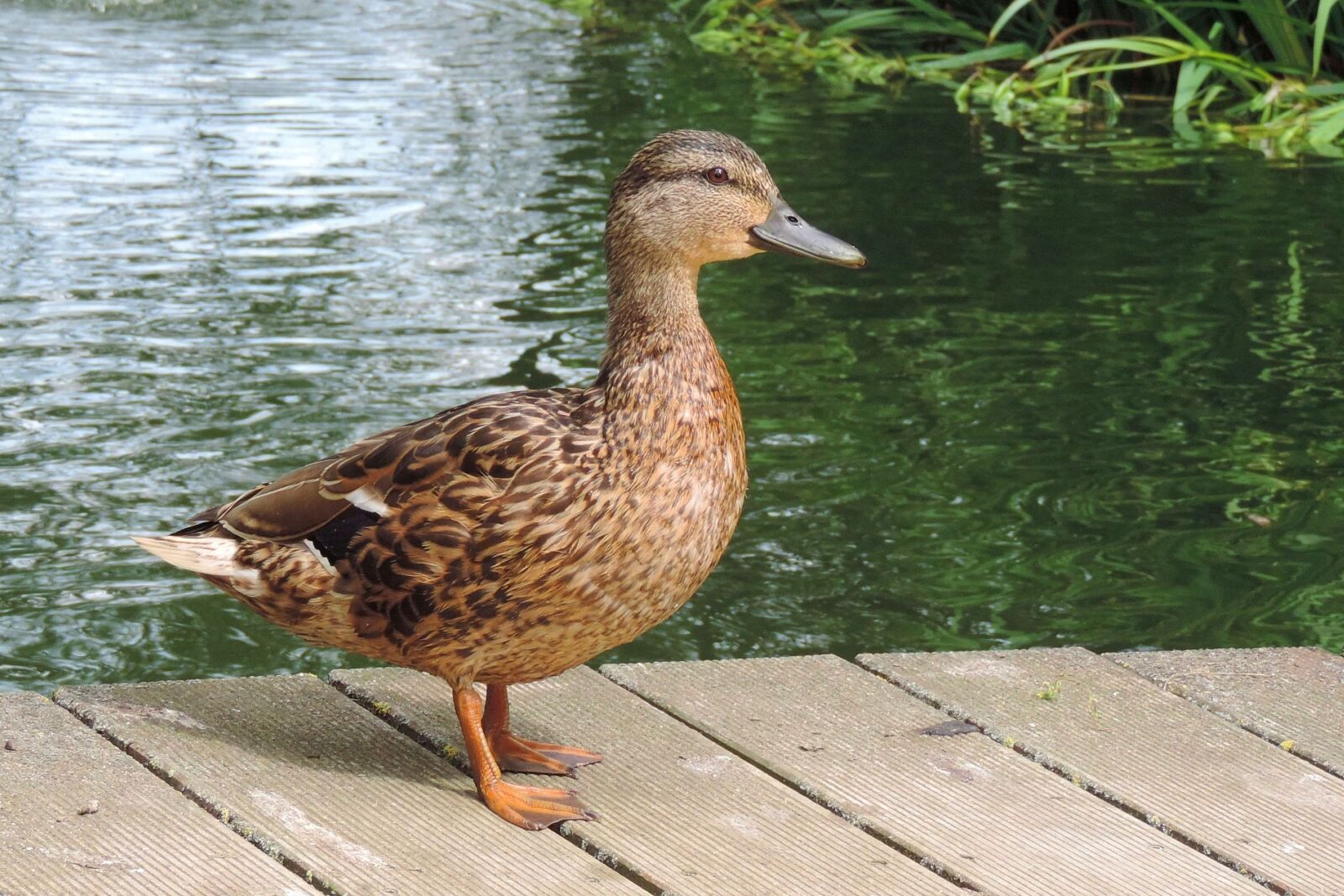 Nikon Coolpix P520 sample photo. Duck, nature, animal world photography
