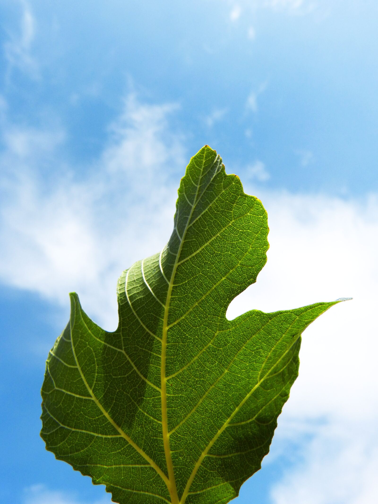 Panasonic DMC-FZ62 sample photo. Leaf, fig tree, sky photography