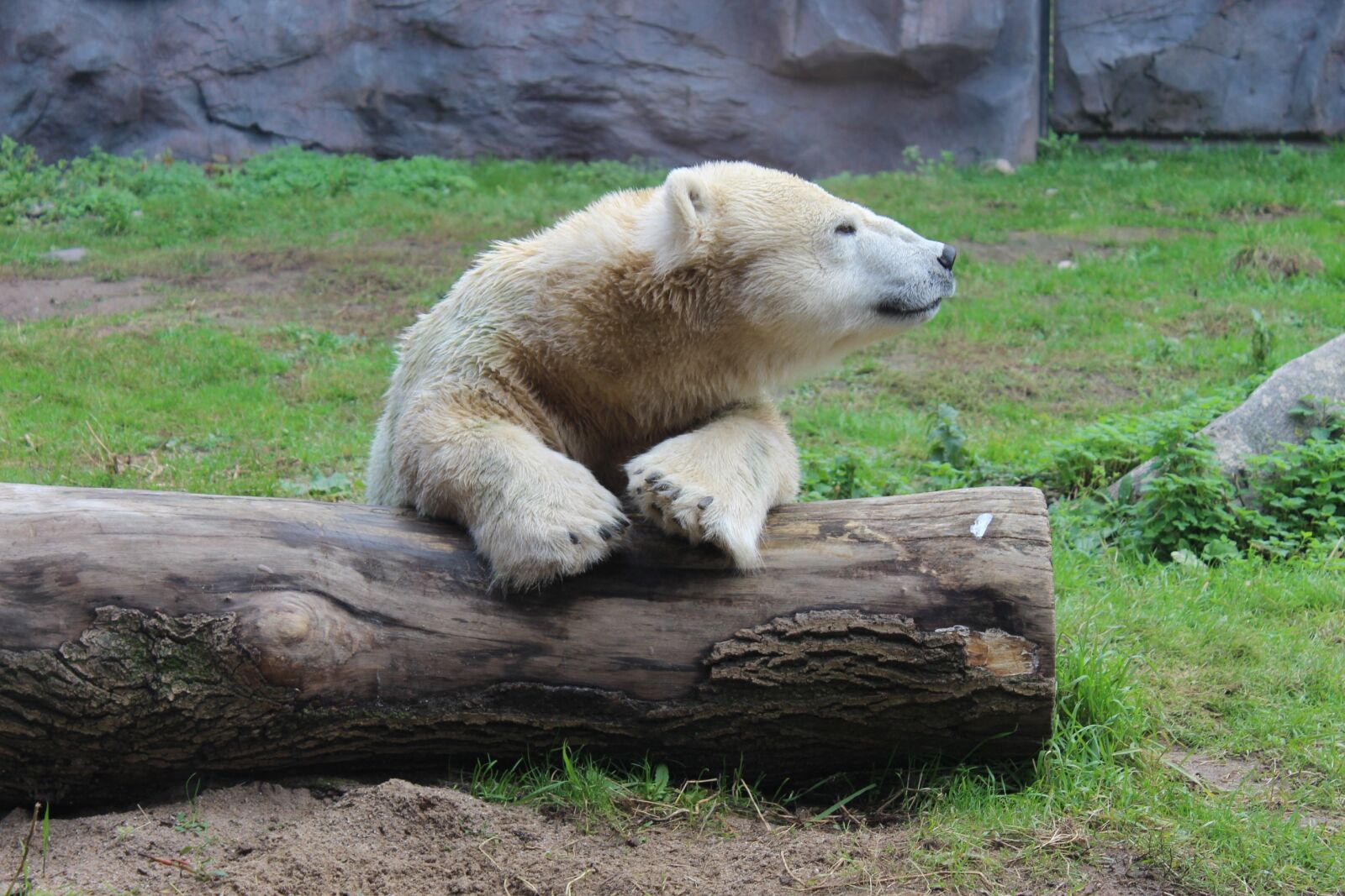 Canon EOS 700D (EOS Rebel T5i / EOS Kiss X7i) sample photo. Polar bear, tree, zoo photography