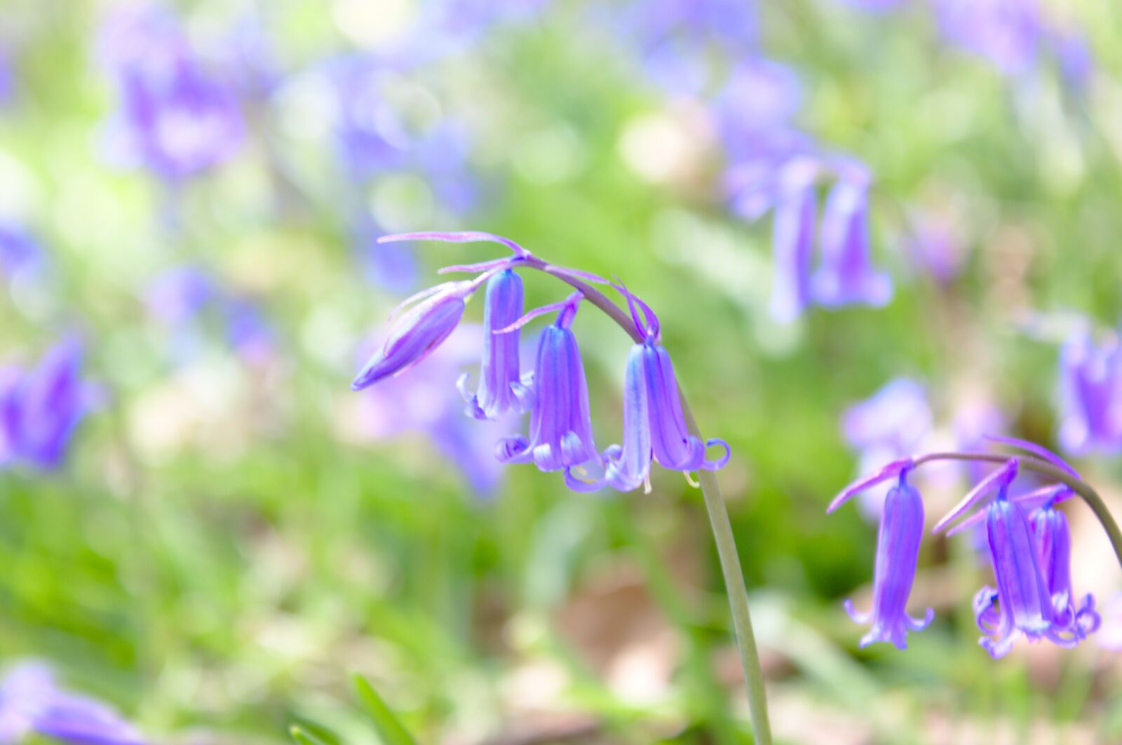 Canon EOS 50D sample photo. Bluebell, flowers, nature photography