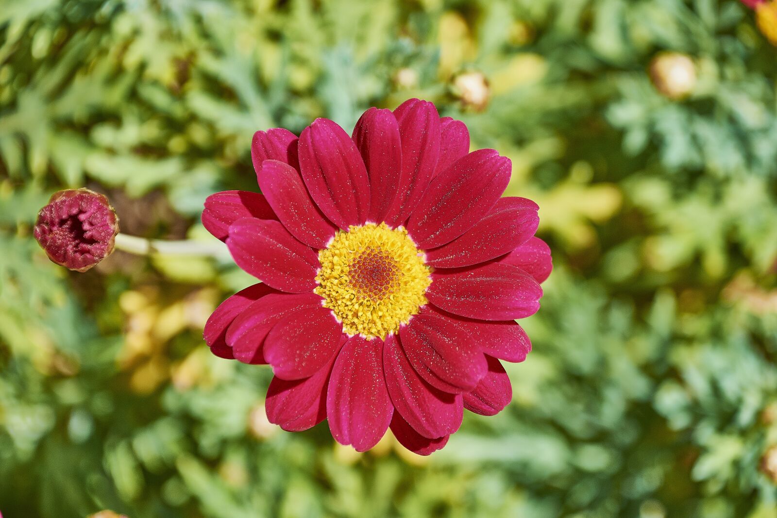 Nikon D7200 sample photo. Flower, garden, flowers photography