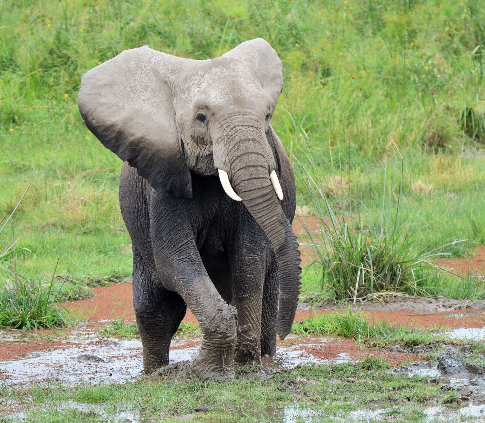 Nikon D7000 sample photo. Elephant, wildlife, africa photography