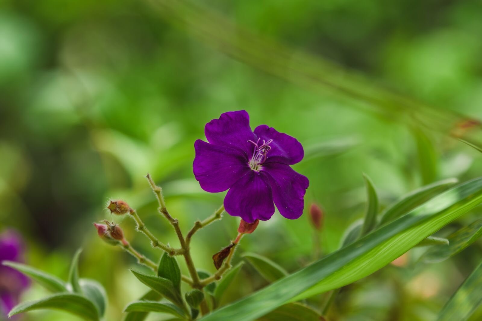 Nikon D5600 sample photo. Flowers, purple, bloom photography
