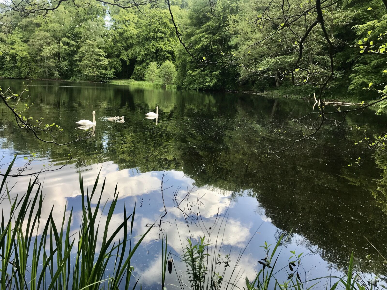 iPhone 7 back camera 3.99mm f/1.8 sample photo. Lake, pond, water photography