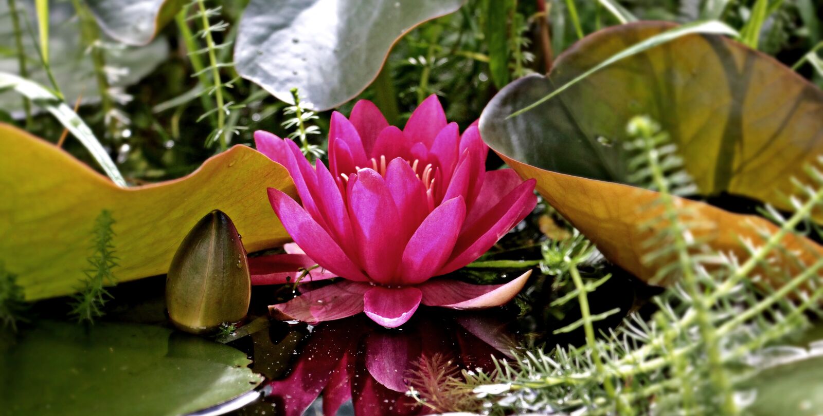 Canon EOS 550D (EOS Rebel T2i / EOS Kiss X4) sample photo. Water lily, nuphar lutea photography