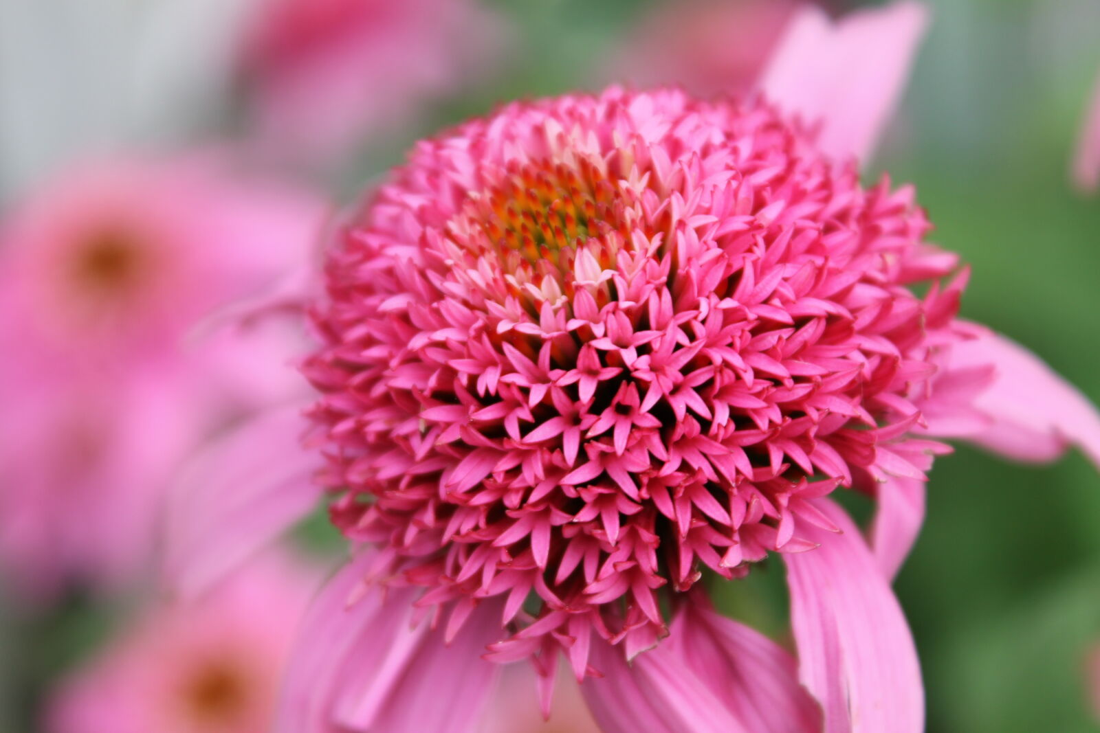 Canon EOS 1100D (EOS Rebel T3 / EOS Kiss X50) sample photo. Bloom, blooming, blossom, botanical photography