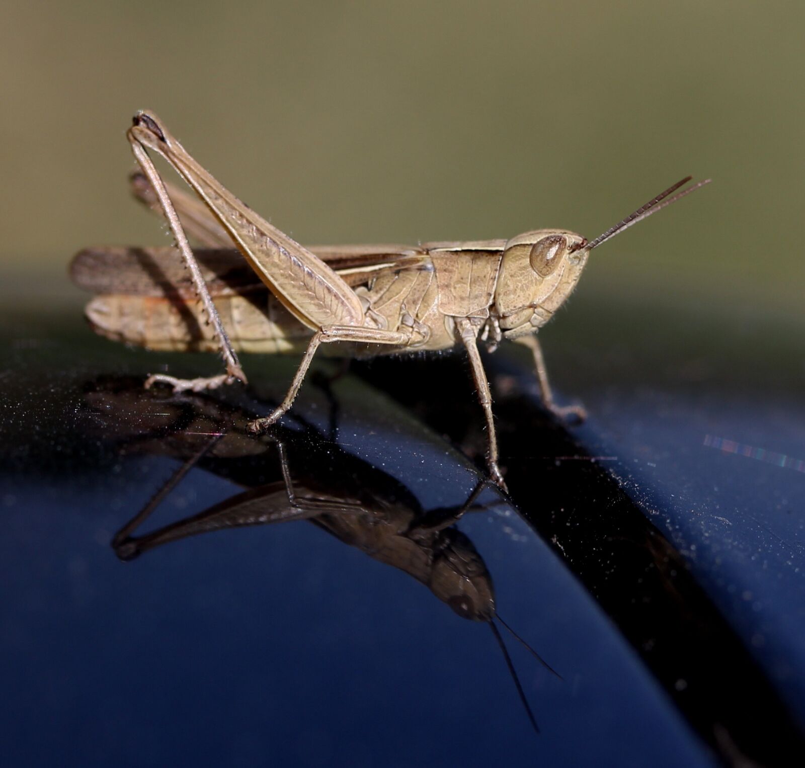 Canon EF-S 60mm F2.8 Macro USM sample photo. Cricket, insecta, reflection photography