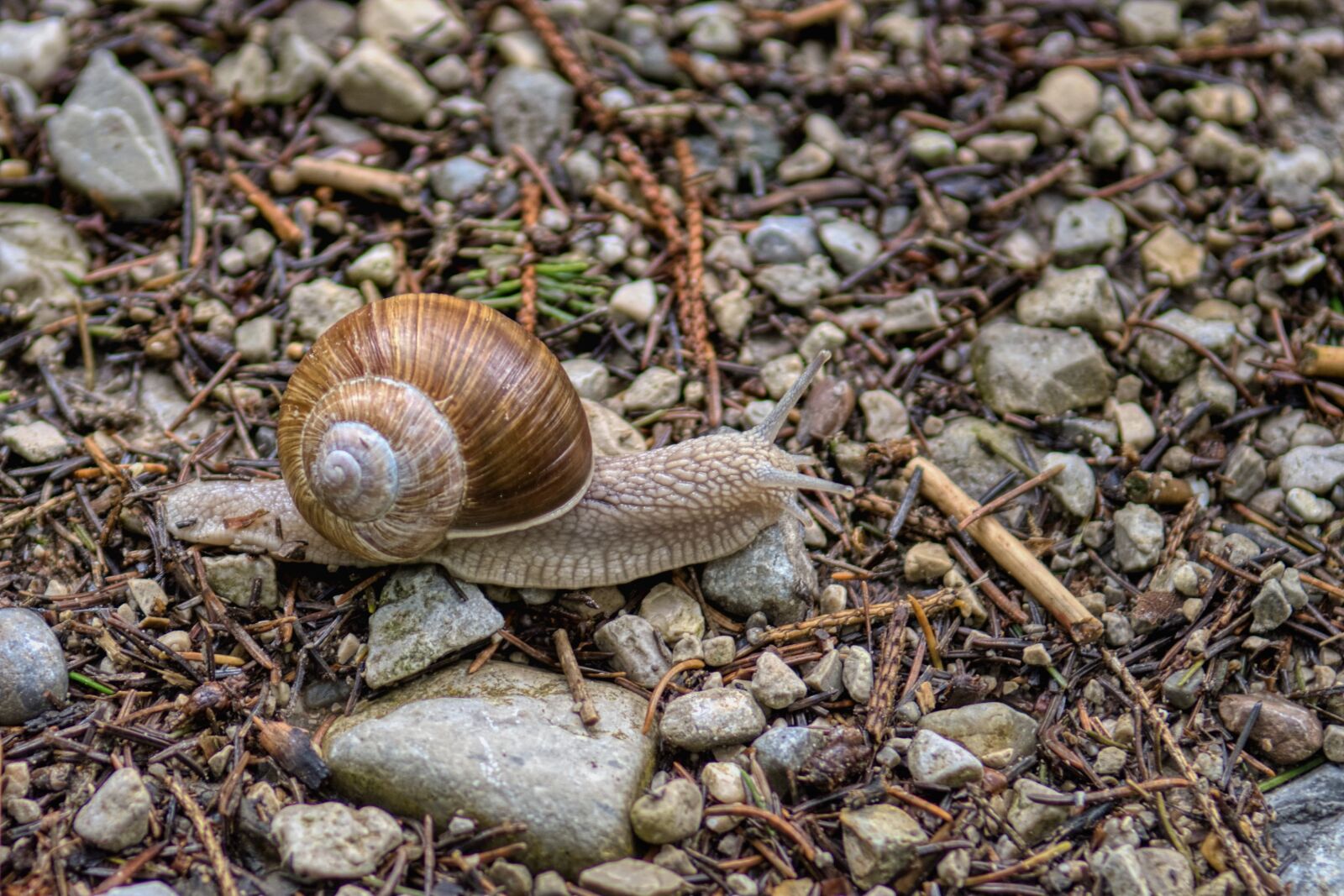 Nikon D7500 sample photo. Snail, helix pomatia, shell photography
