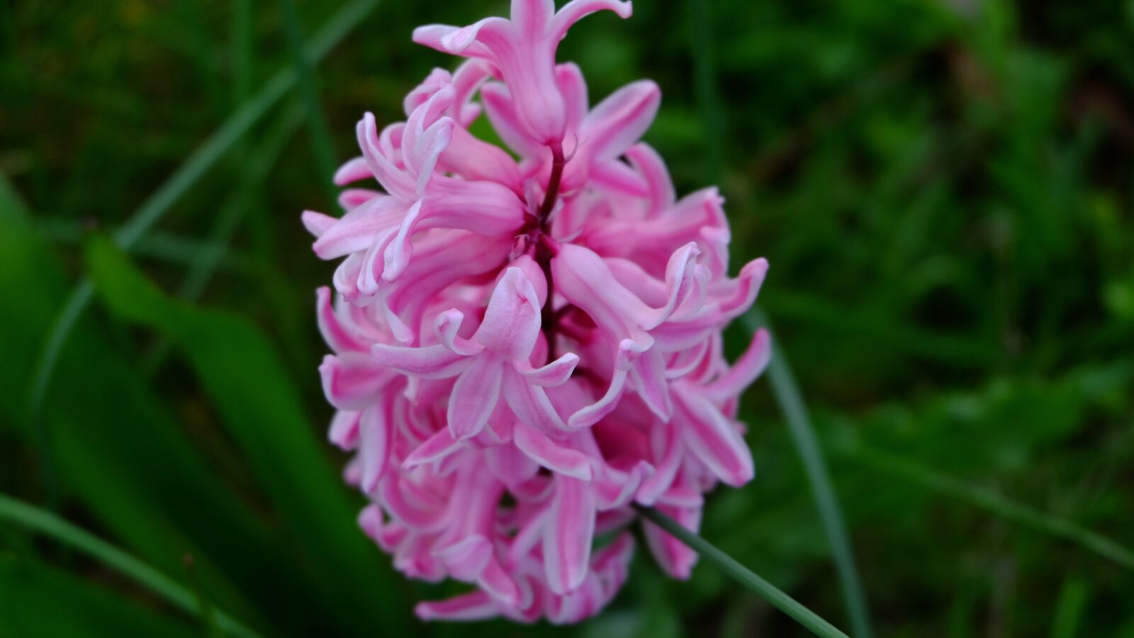 Fujifilm XC 16-50mm F3.5-5.6 OIS II sample photo. Nature, flower, garden photography