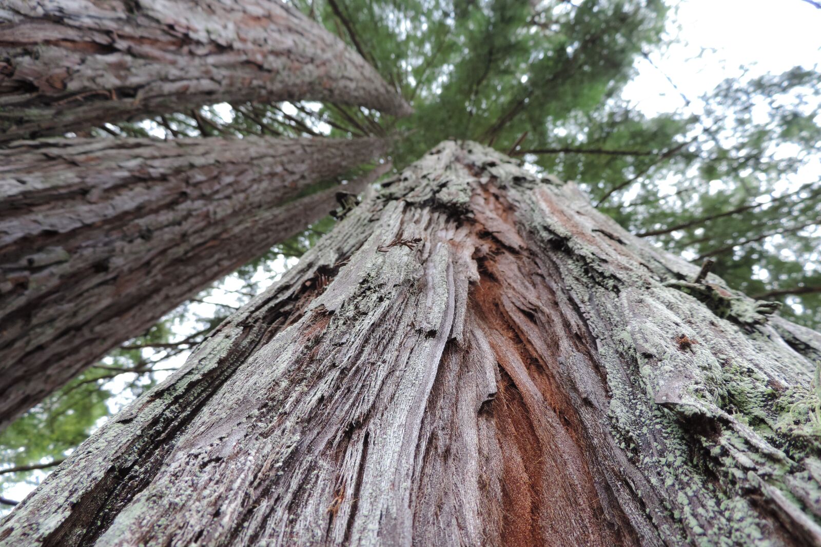 Nikon Coolpix P520 sample photo. Redwood, tall, trees photography