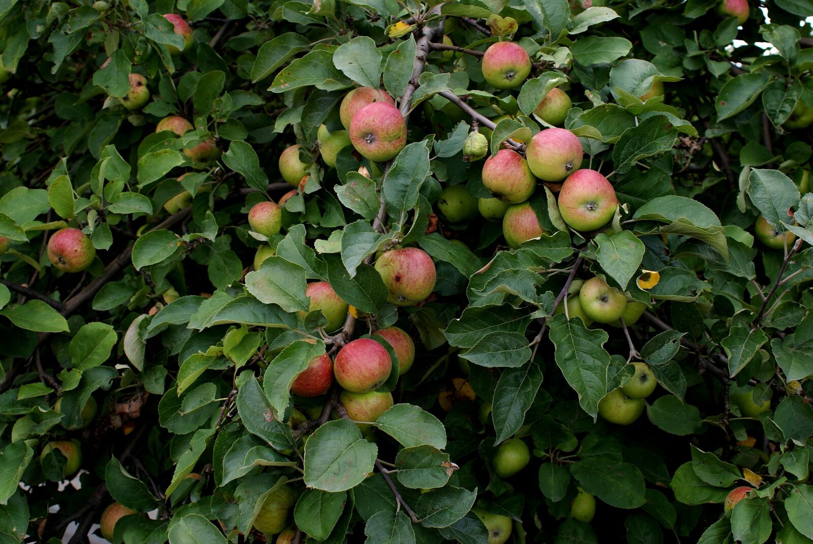 Sony Alpha DSLR-A200 sample photo. Apple, tree, branch photography