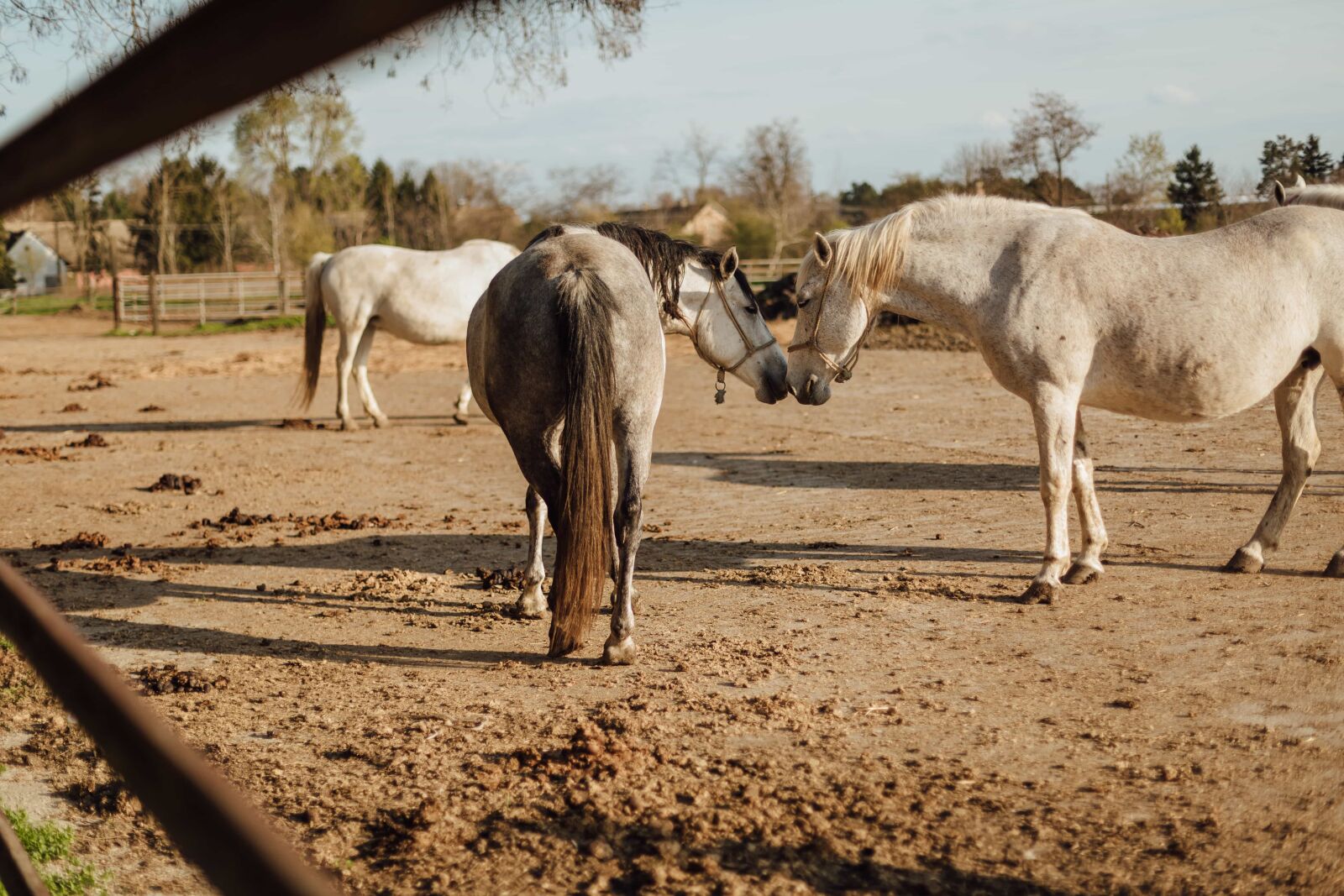 Canon EOS 5D Mark III sample photo. Animals, countryside, farmland, horses photography