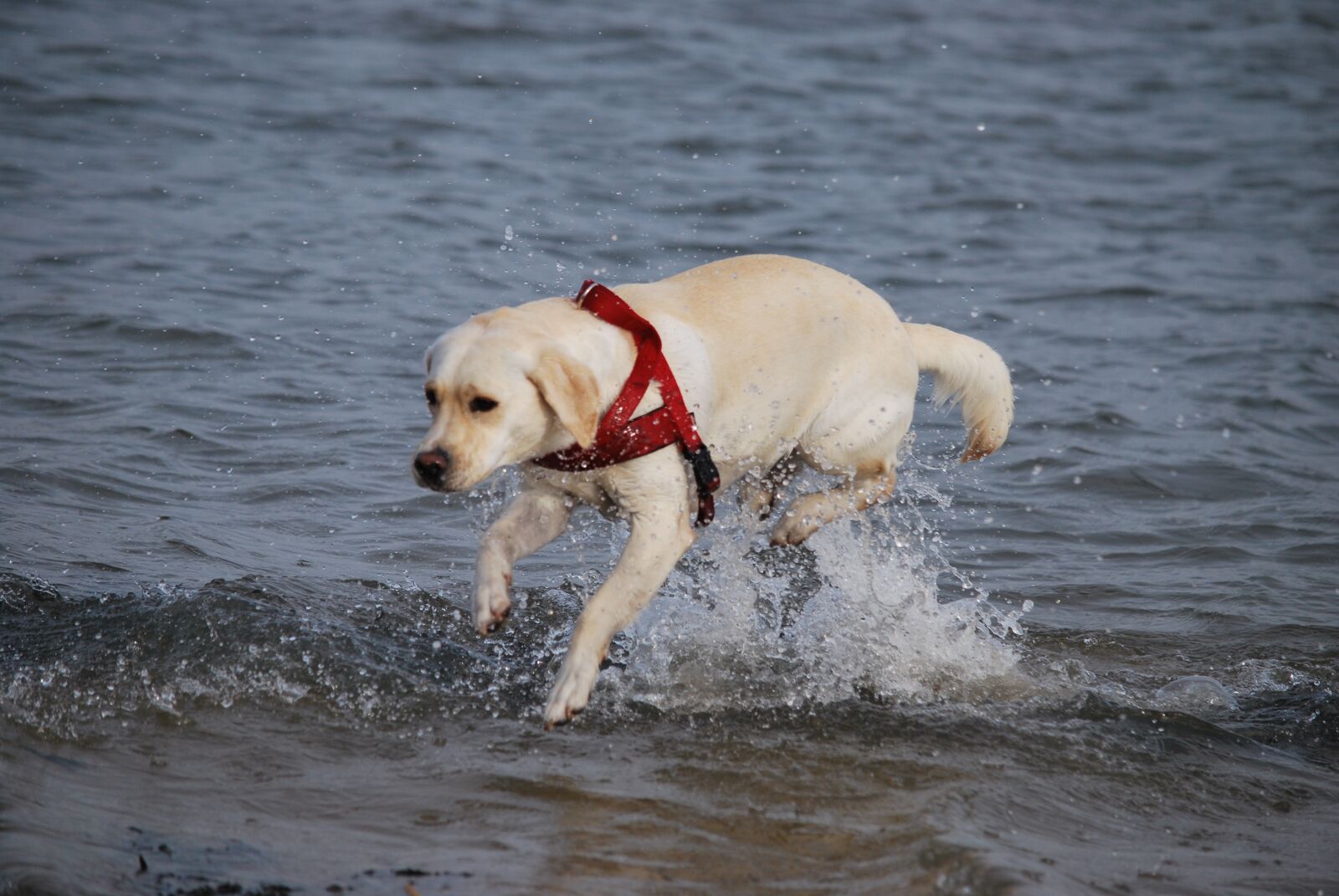Nikon D60 sample photo. Animal, dog, labrador photography