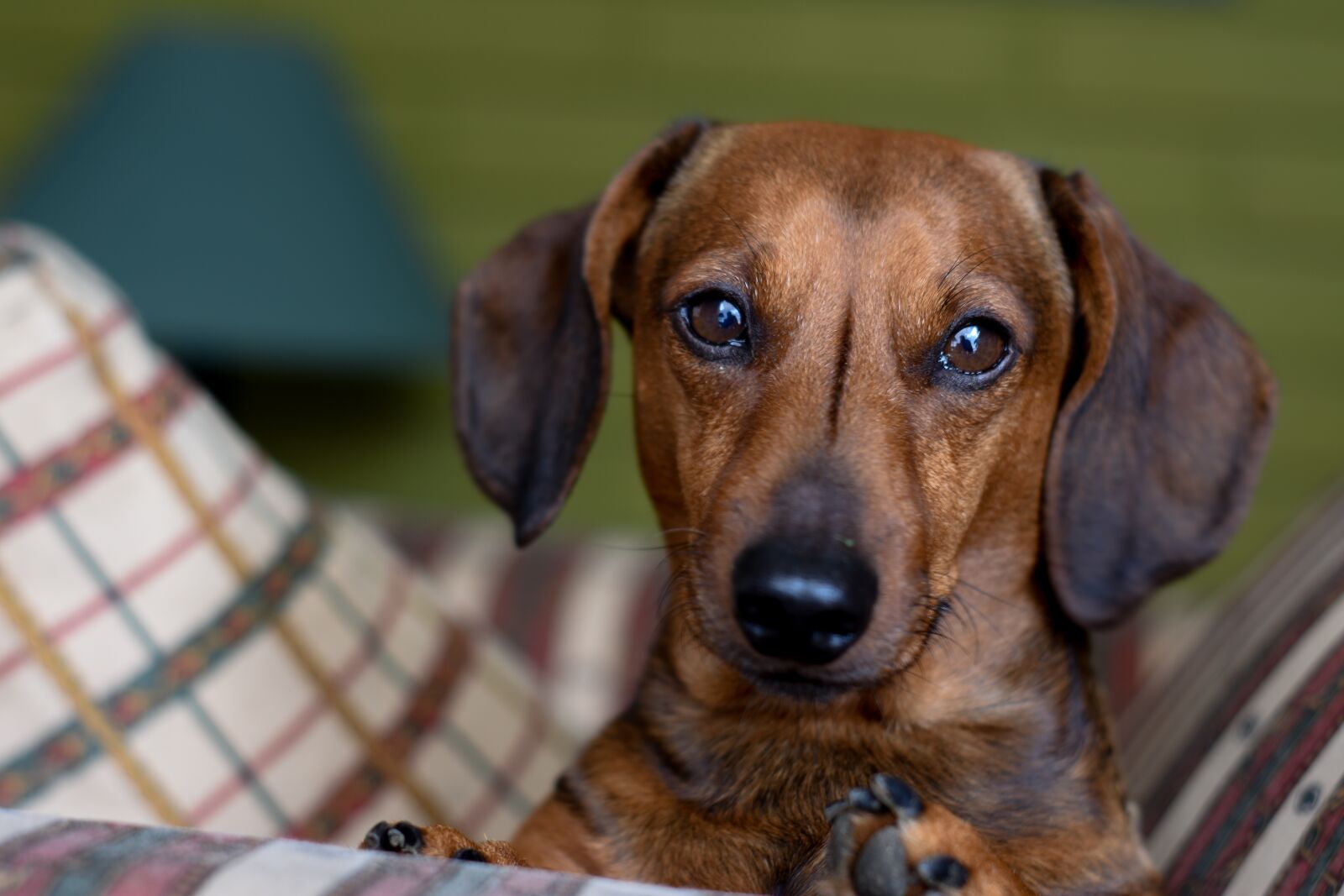 Nikon D7200 sample photo. Daschund, bassoto, teckel photography
