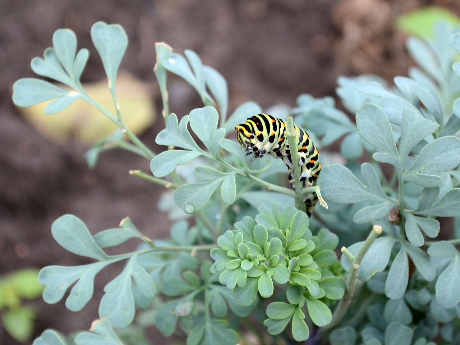 Nikon D3100 sample photo. Caterpillar, pest photography