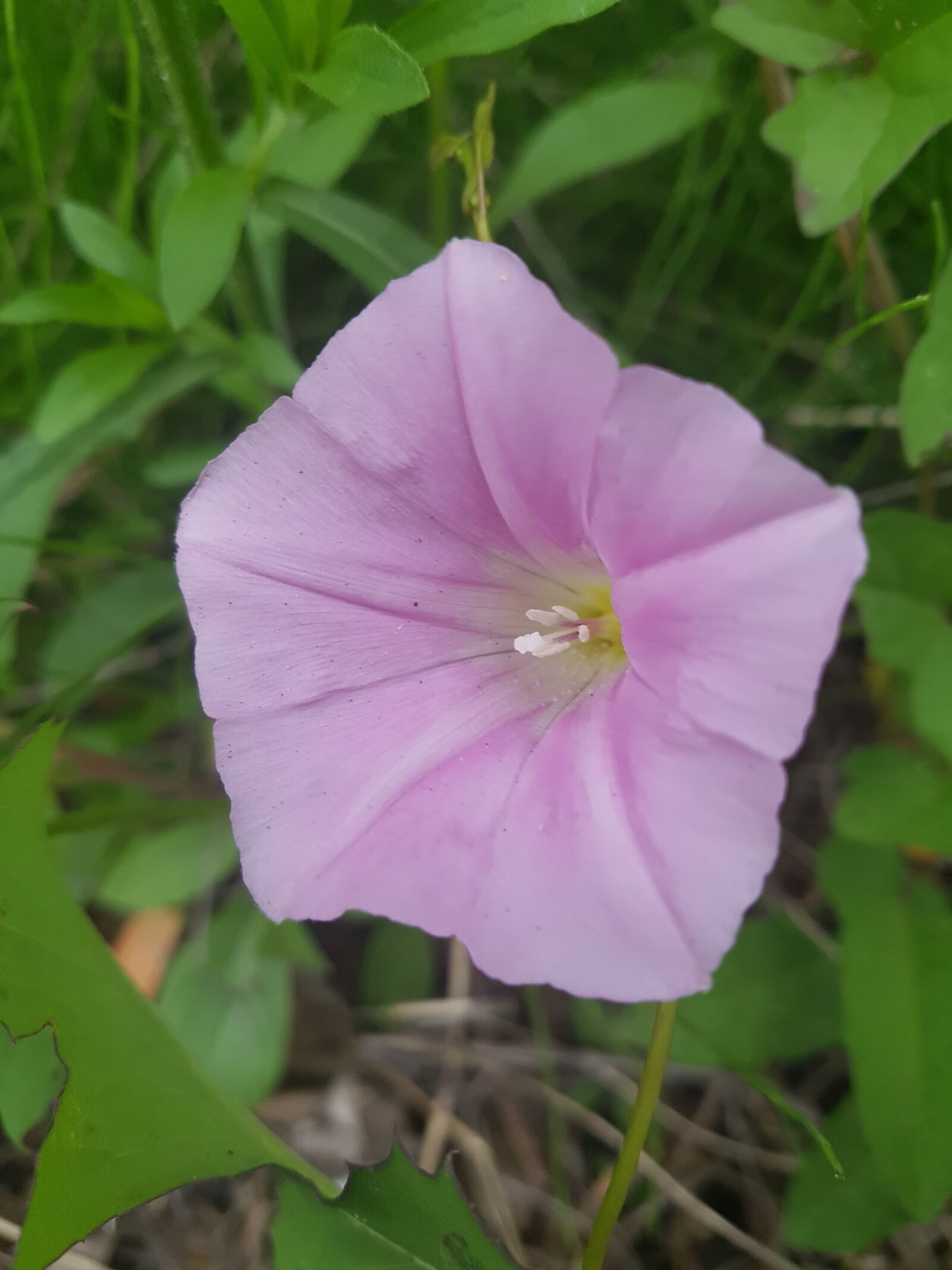 Samsung Galaxy S7 sample photo. Pink flower, flower, spring photography