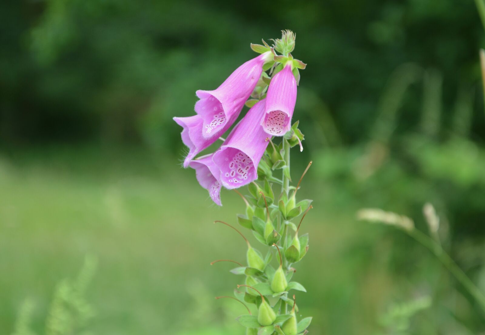 Nikon D5200 sample photo. Fleurs des champs, pink photography