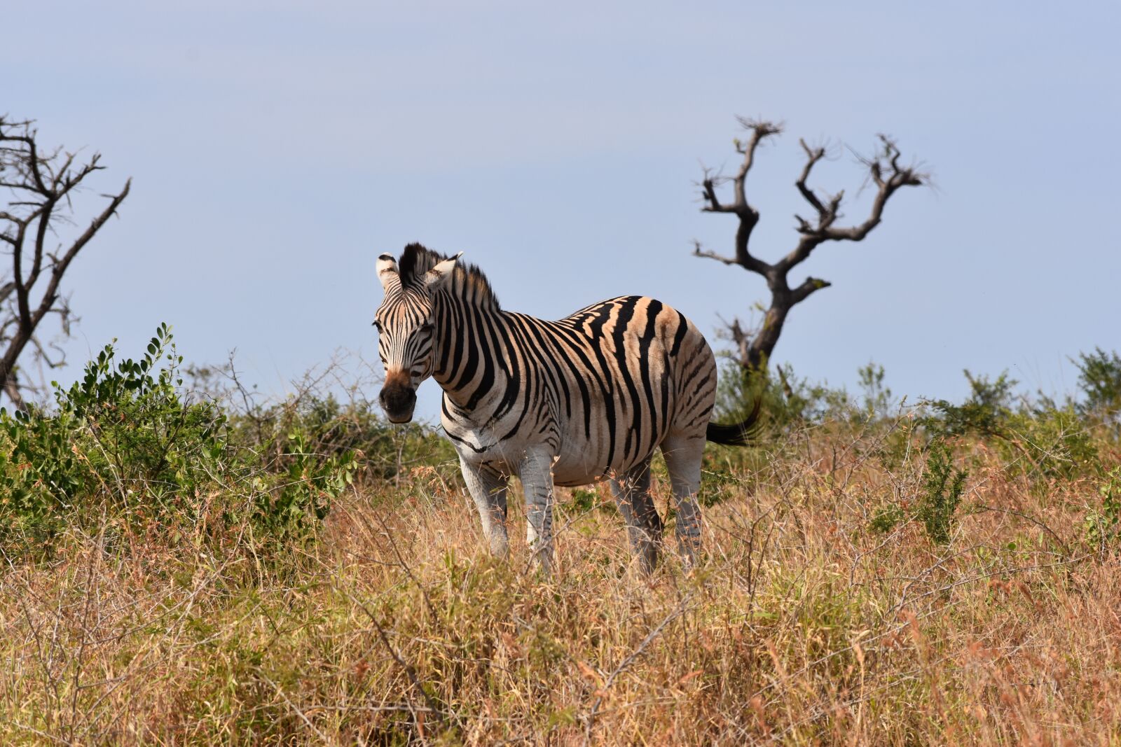 Nikon D7200 sample photo. Zebra, south africa, m photography