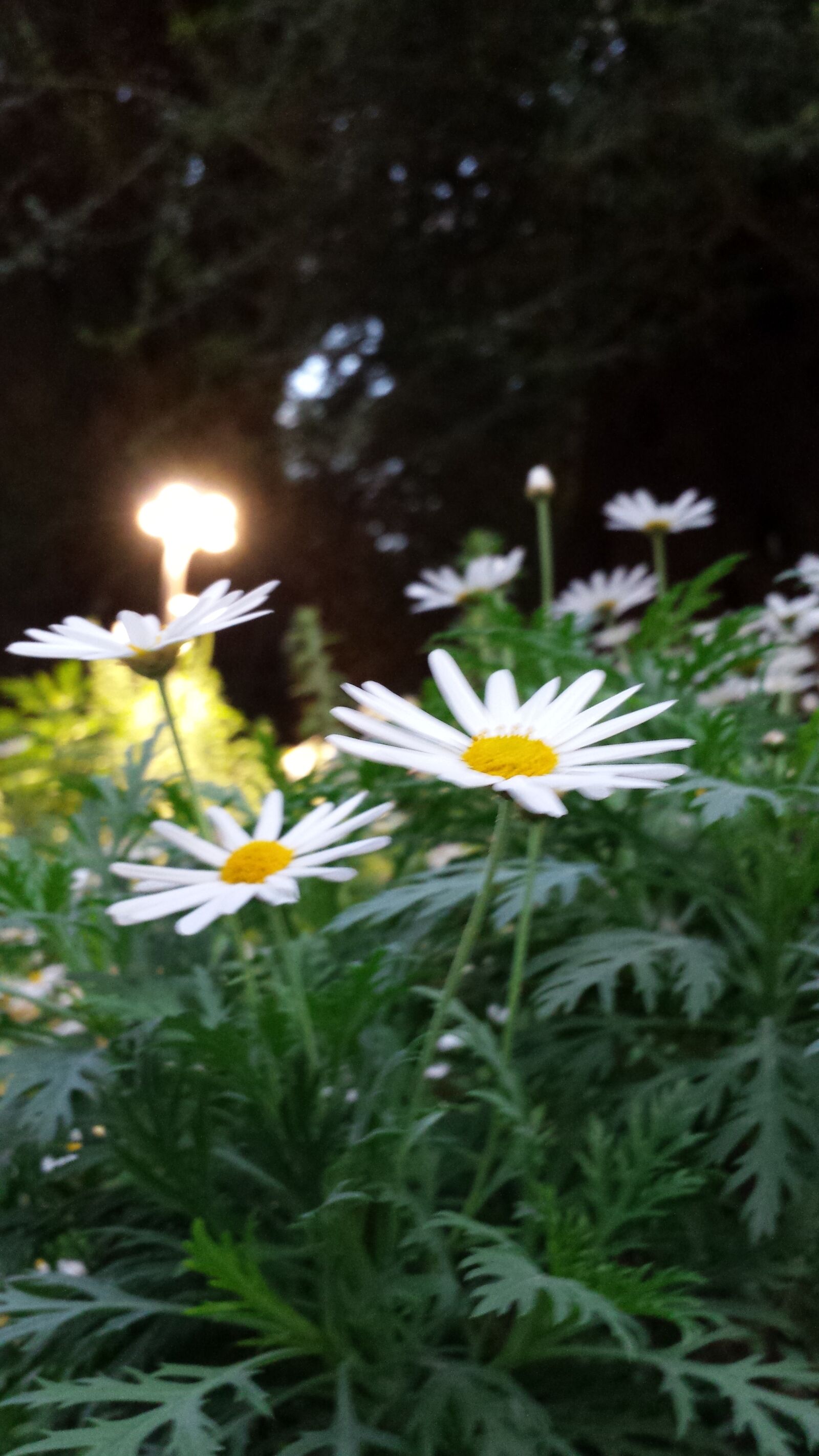 Samsung Galaxy S4 sample photo. Sk photography
