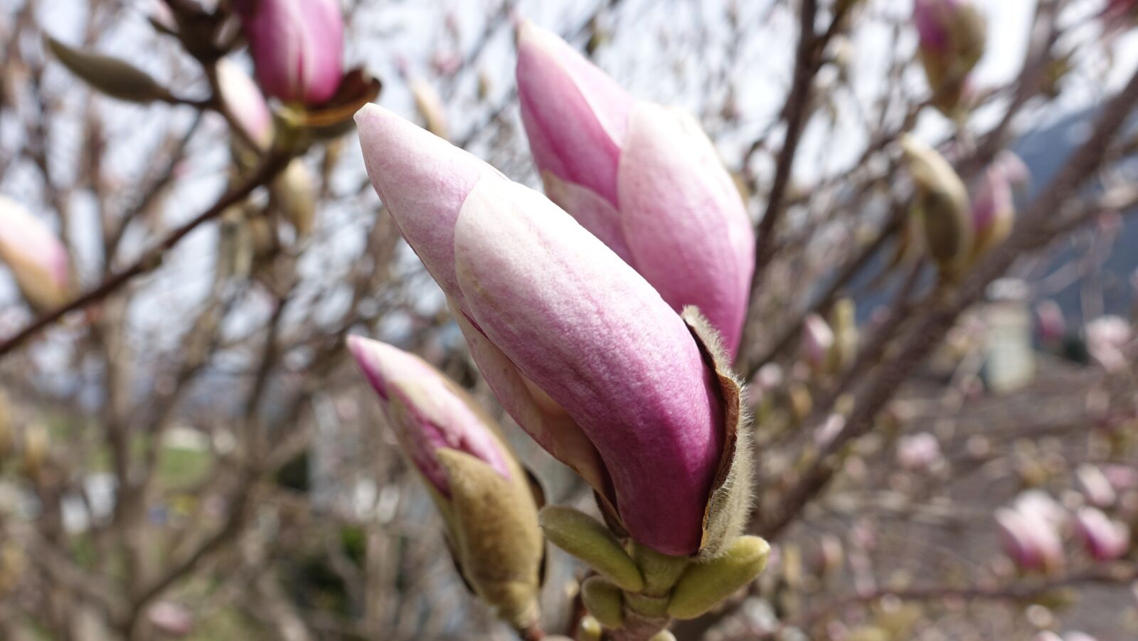 Sony Cyber-shot DSC-RX100 III sample photo. Spring, summer, flower photography