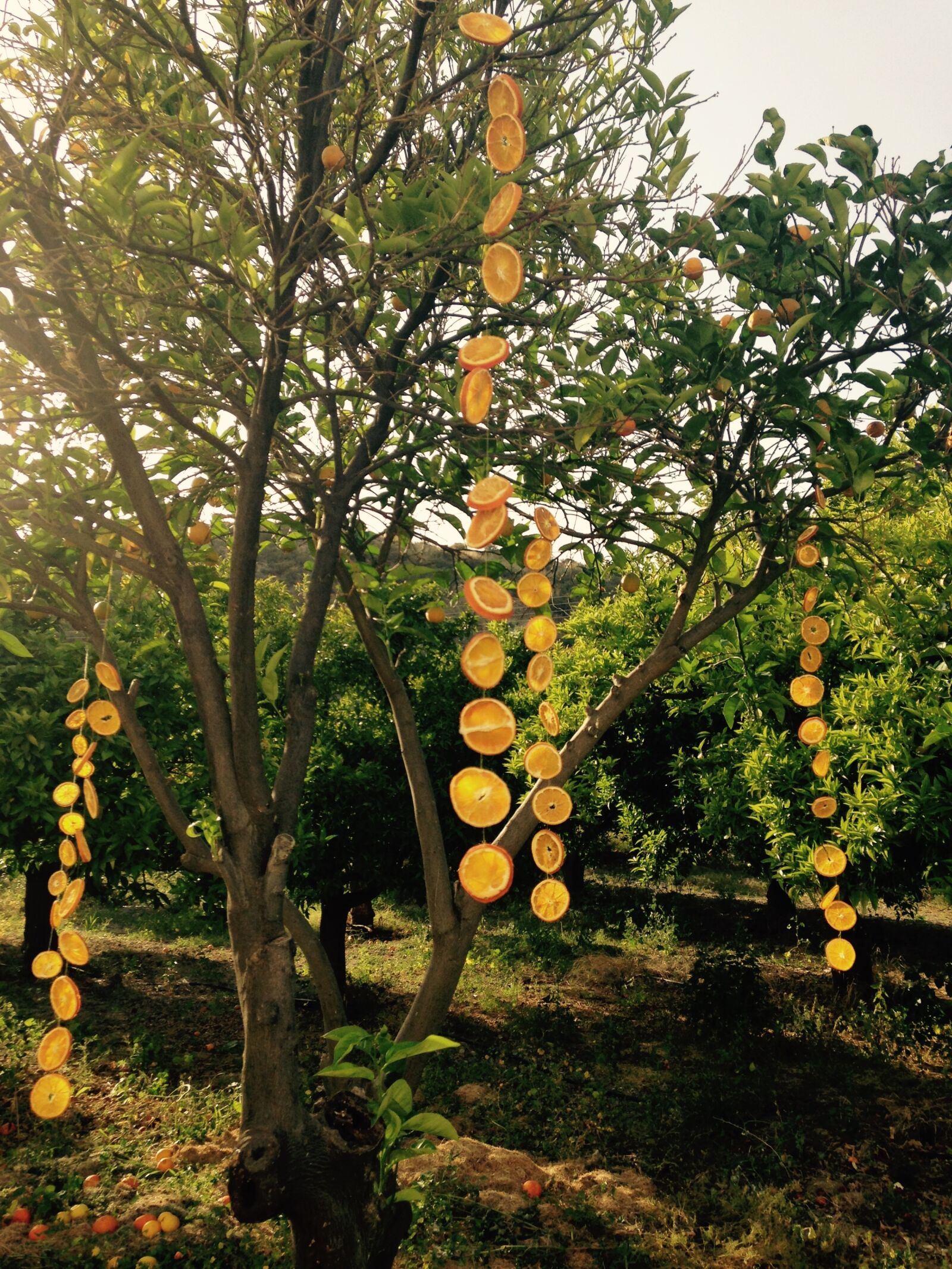 iPhone 5c back camera 4.12mm f/2.4 sample photo. Orange grove, oranges, grove photography