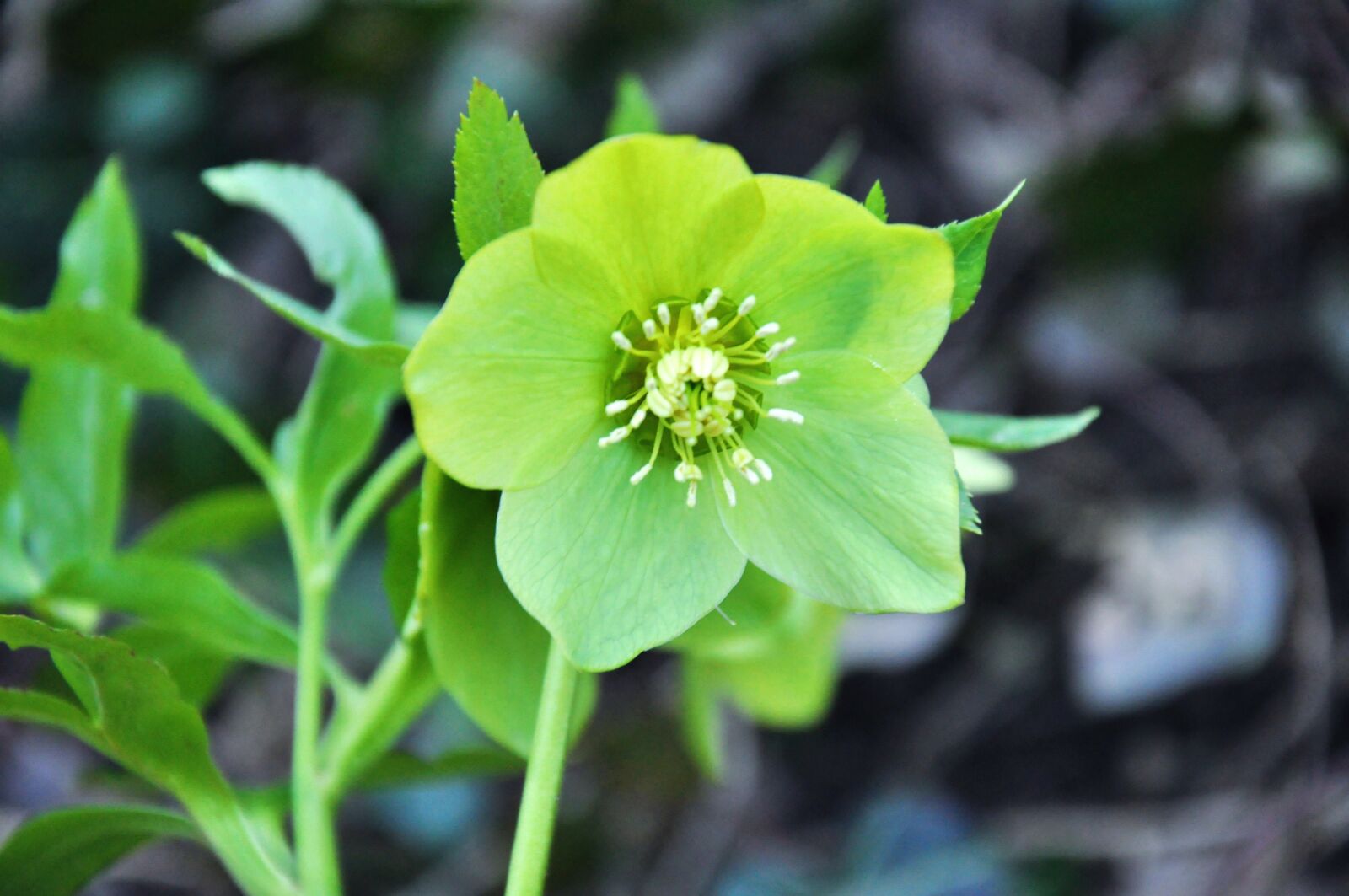 Nikon D90 sample photo. Sunshine, spring, nature photography
