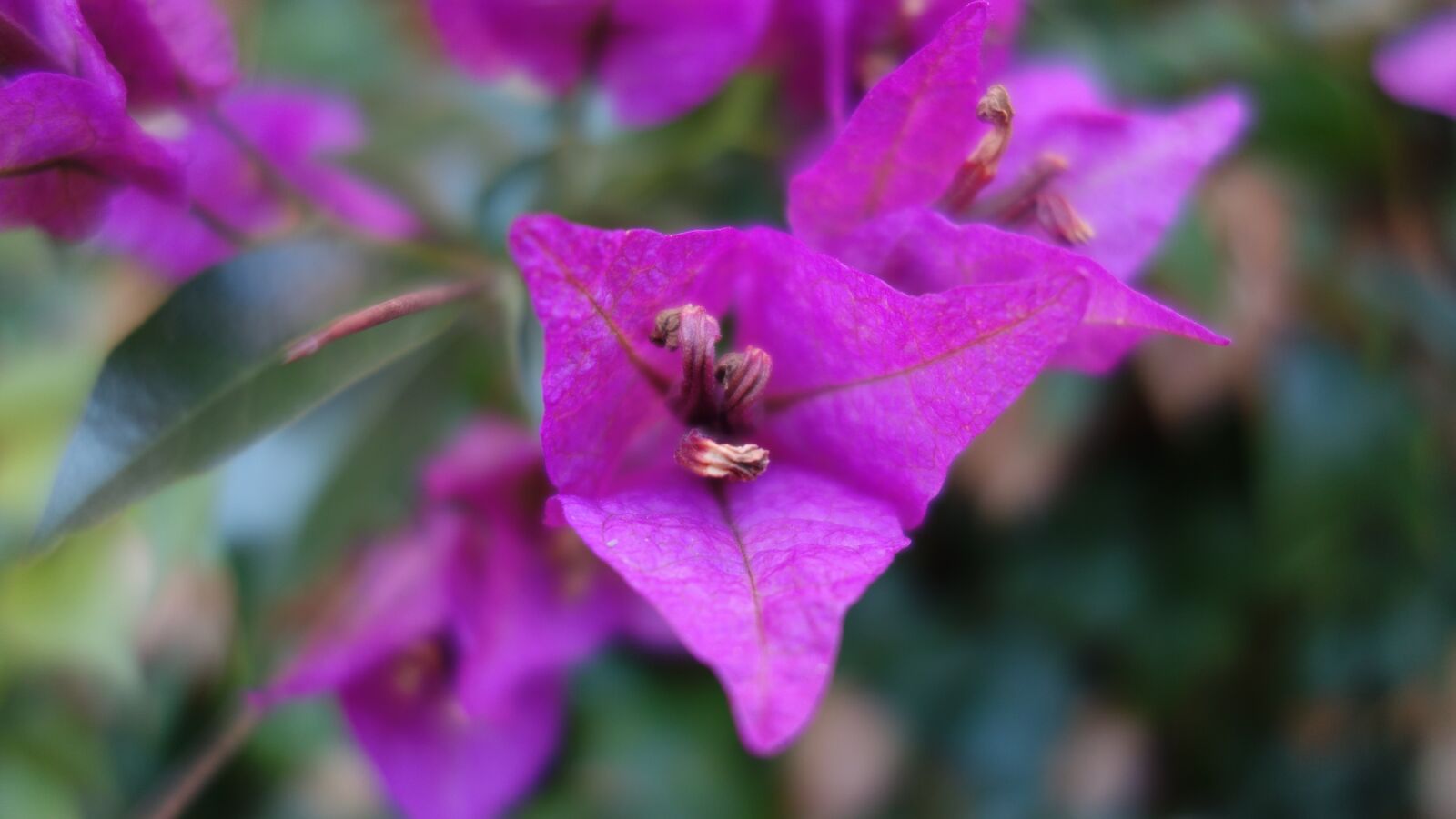 Sony Cyber-shot DSC-RX100 sample photo. Blossom, bloom, purple photography