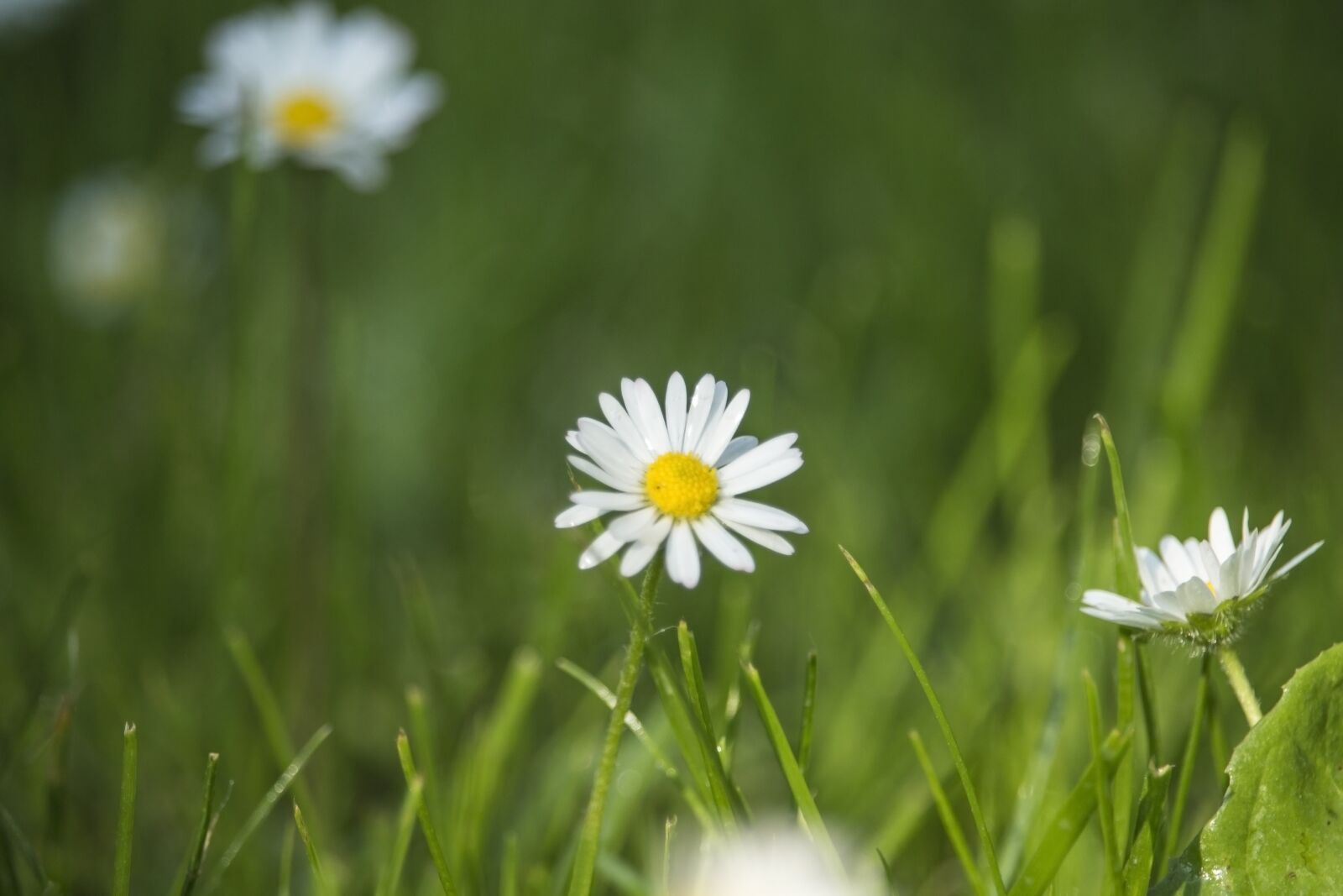 Canon EF-S 55-250mm F4-5.6 IS STM sample photo. Daisies, field, meadow photography