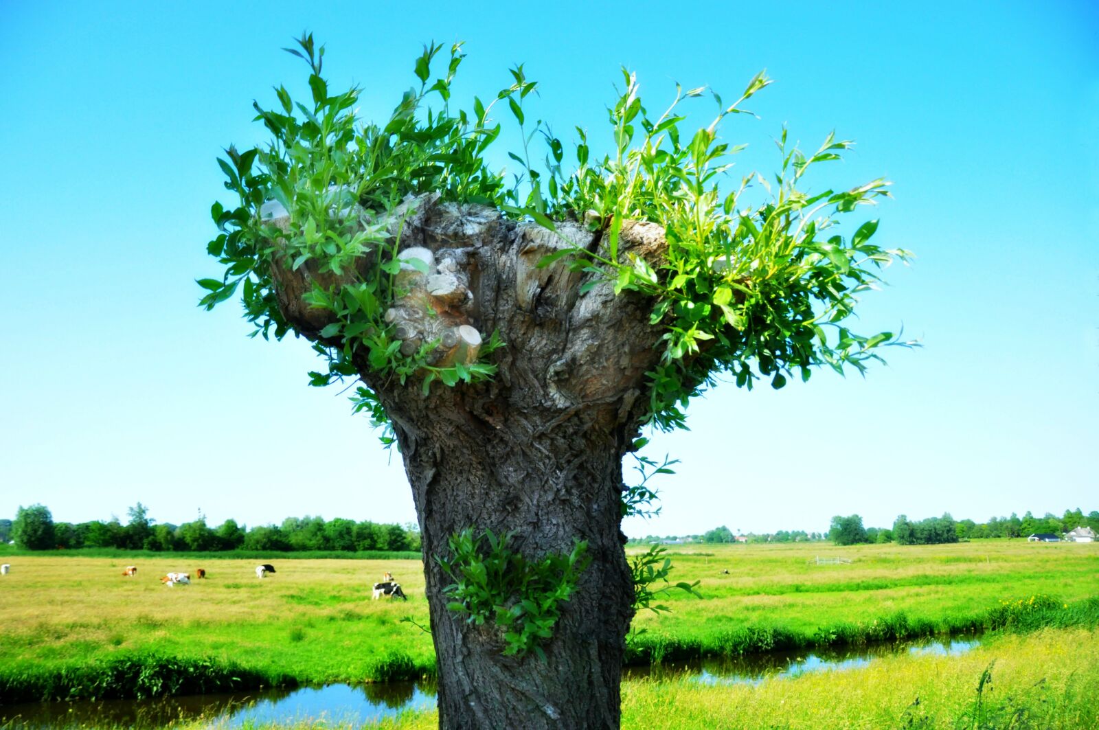 Nikon D90 sample photo. Willow, pollard willow, tree photography