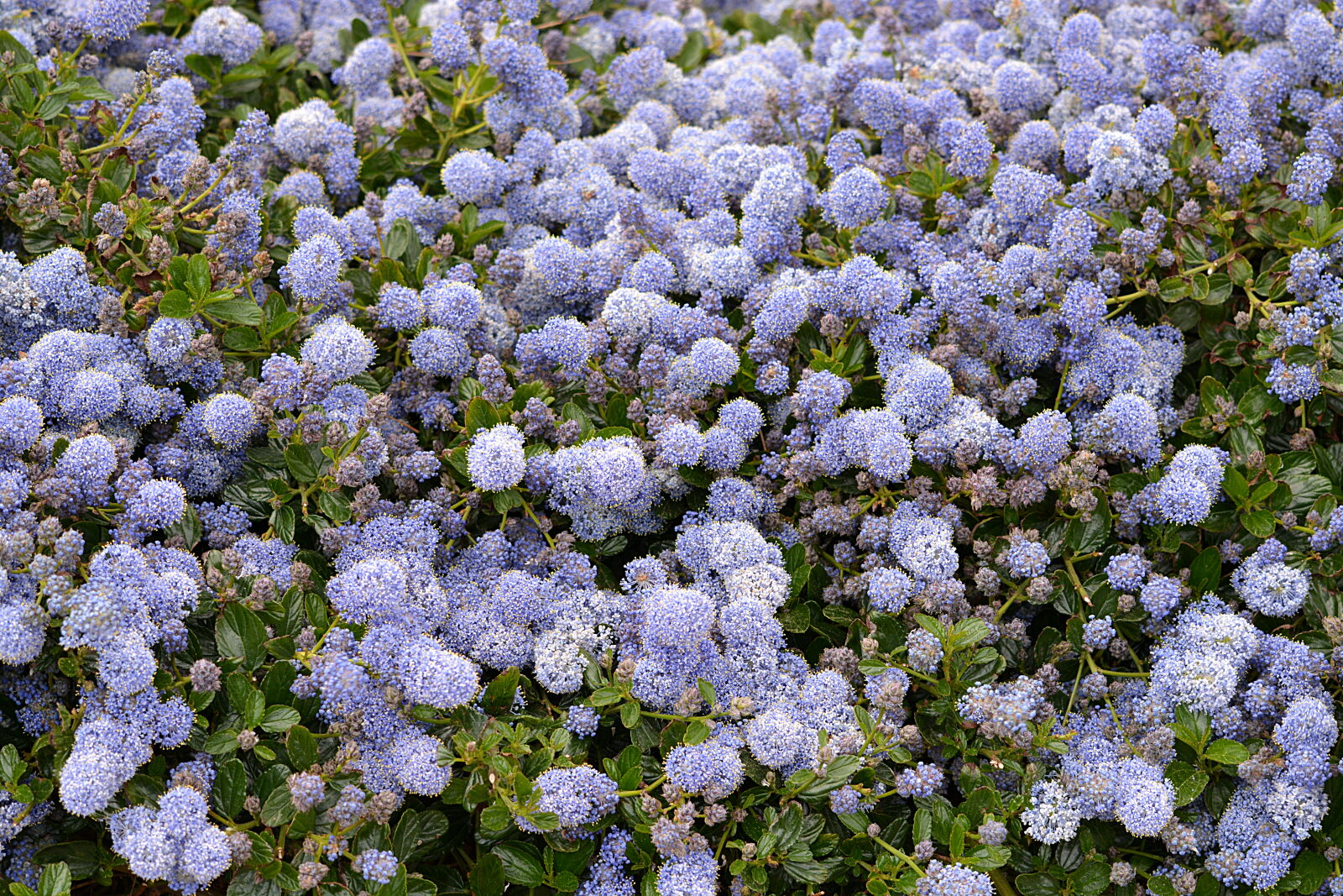 Nikon D5200 sample photo. Purple, petaled, flower photography